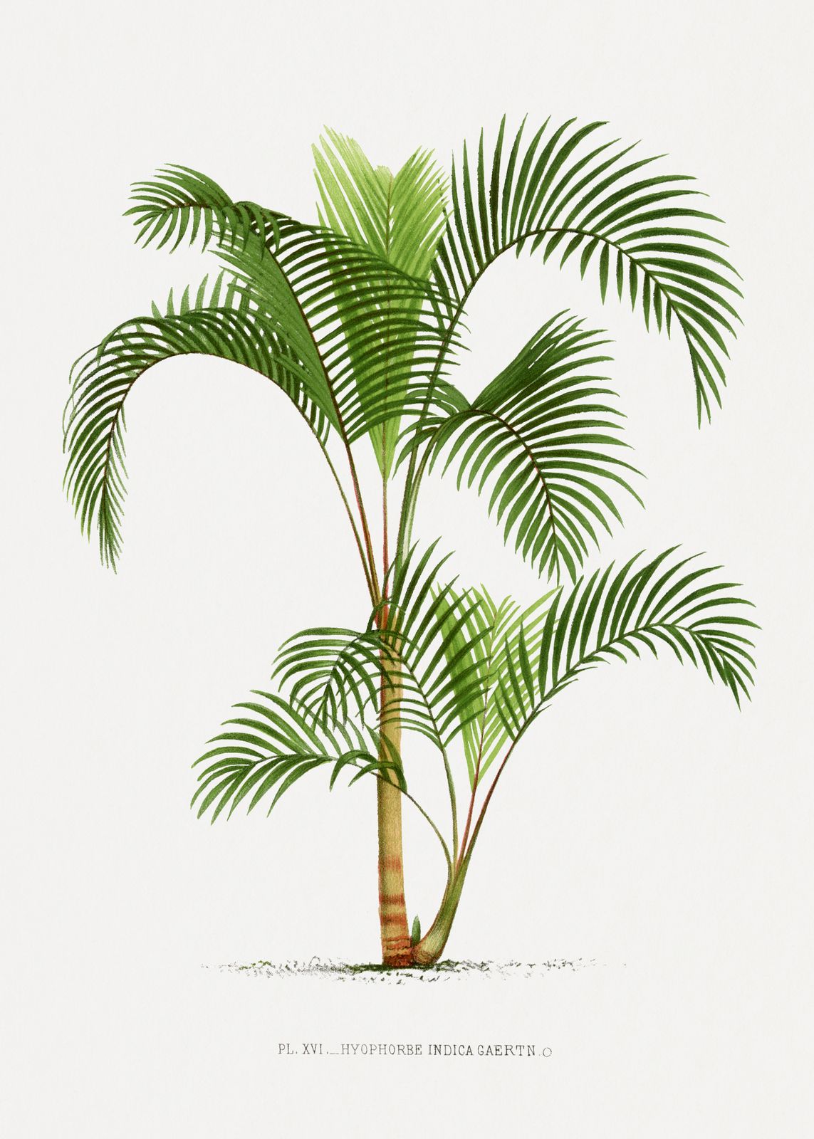 Poster - Hyophorbe Indica Gaertn