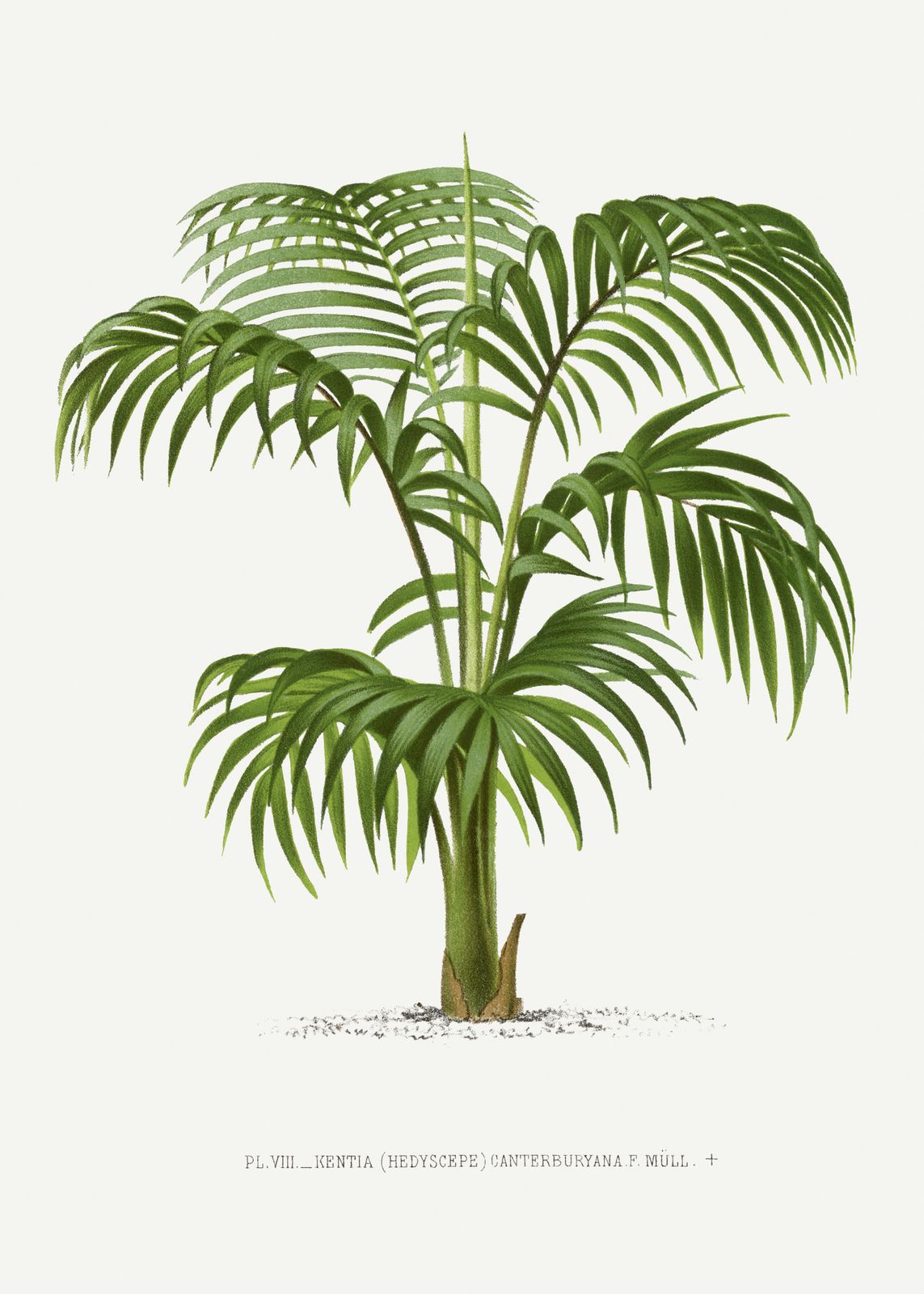 Affisch - Kentia Palm Illustration