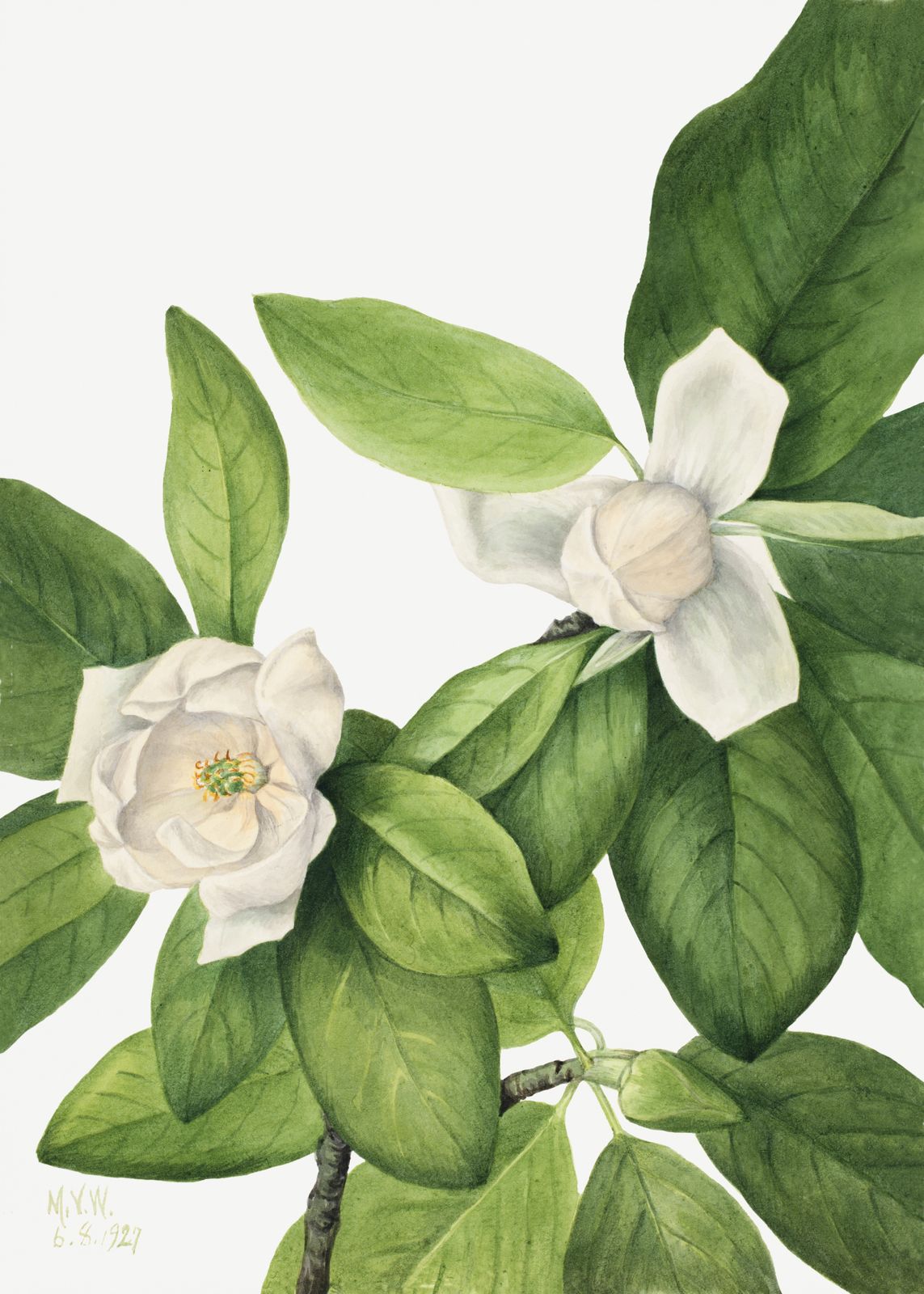 Affisch - Botaniska Blad Konstverk
