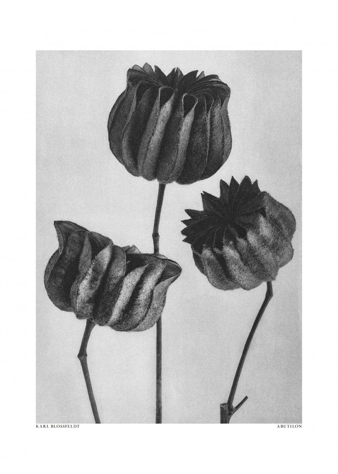Poster - Abutilon av Karl Blossfeldt