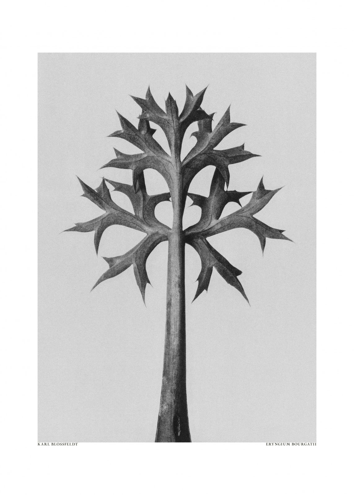 Poster - Eryngium Bourgaei av Karl Blossfeldt