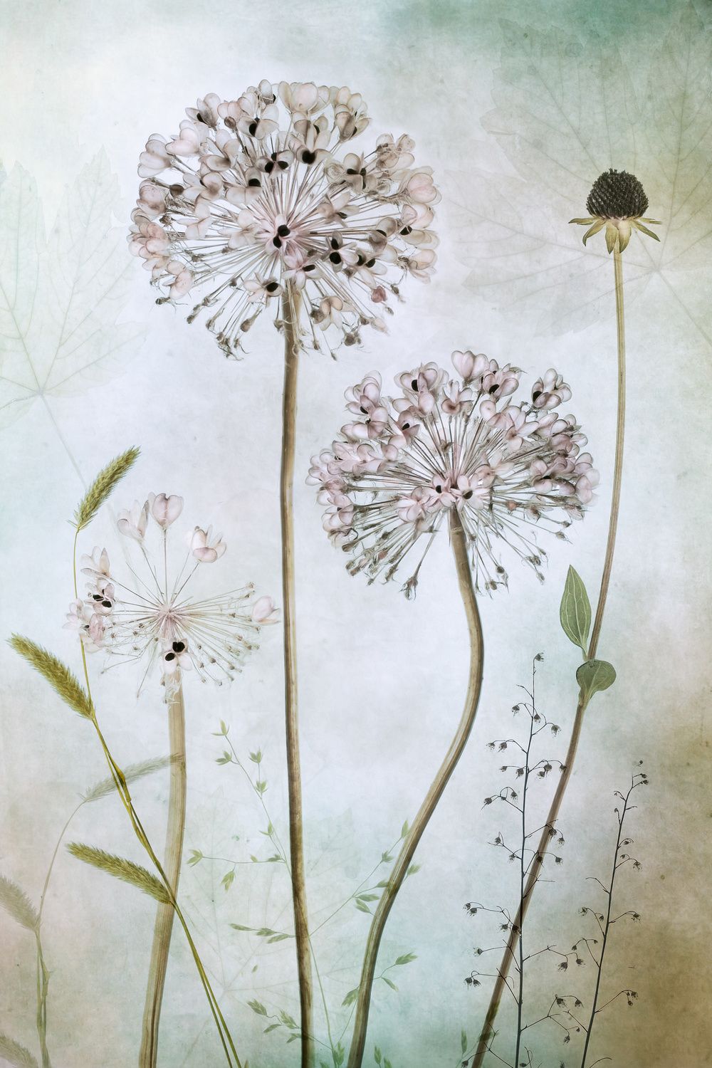 Poster - Botanisk Elegans