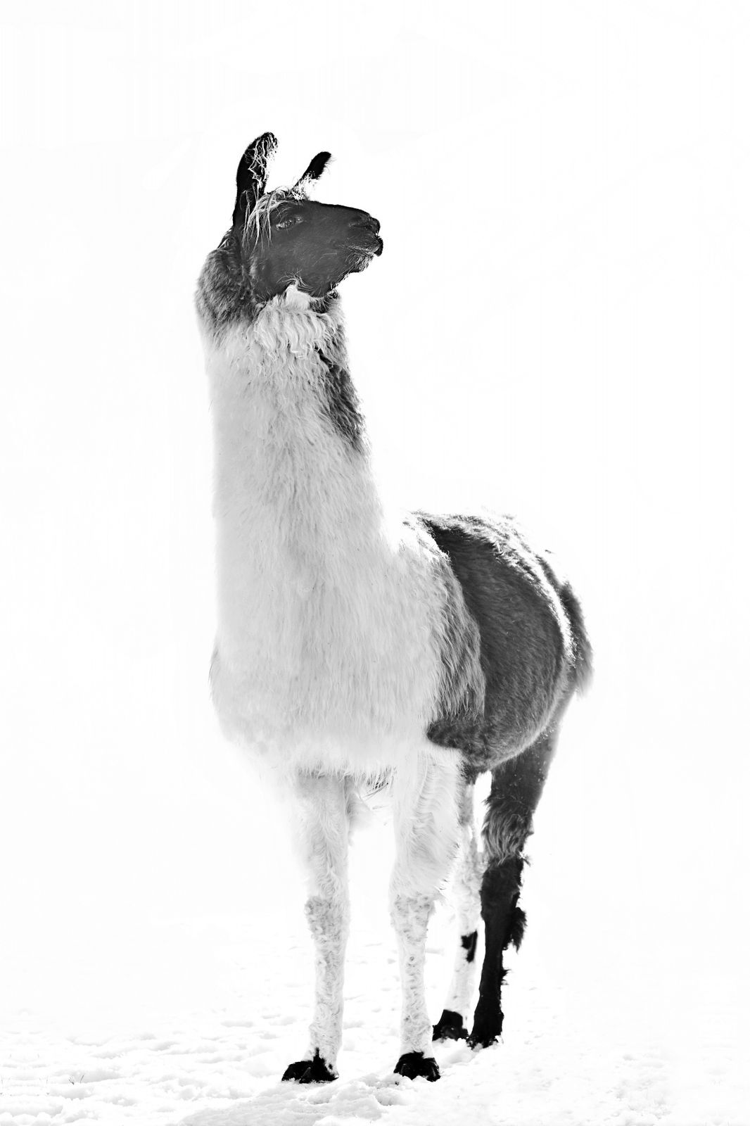 Affisch - Majestätisk Lama