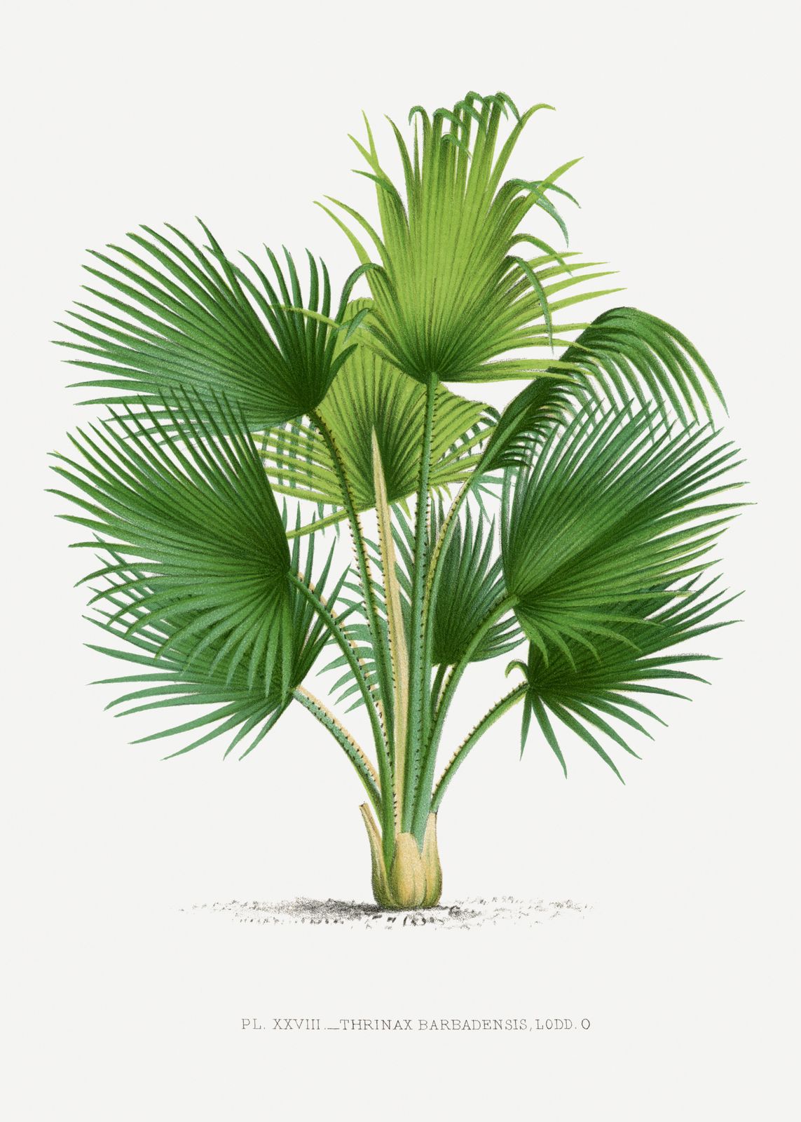 Affisch - Botanisk Thrinax Barbadenis