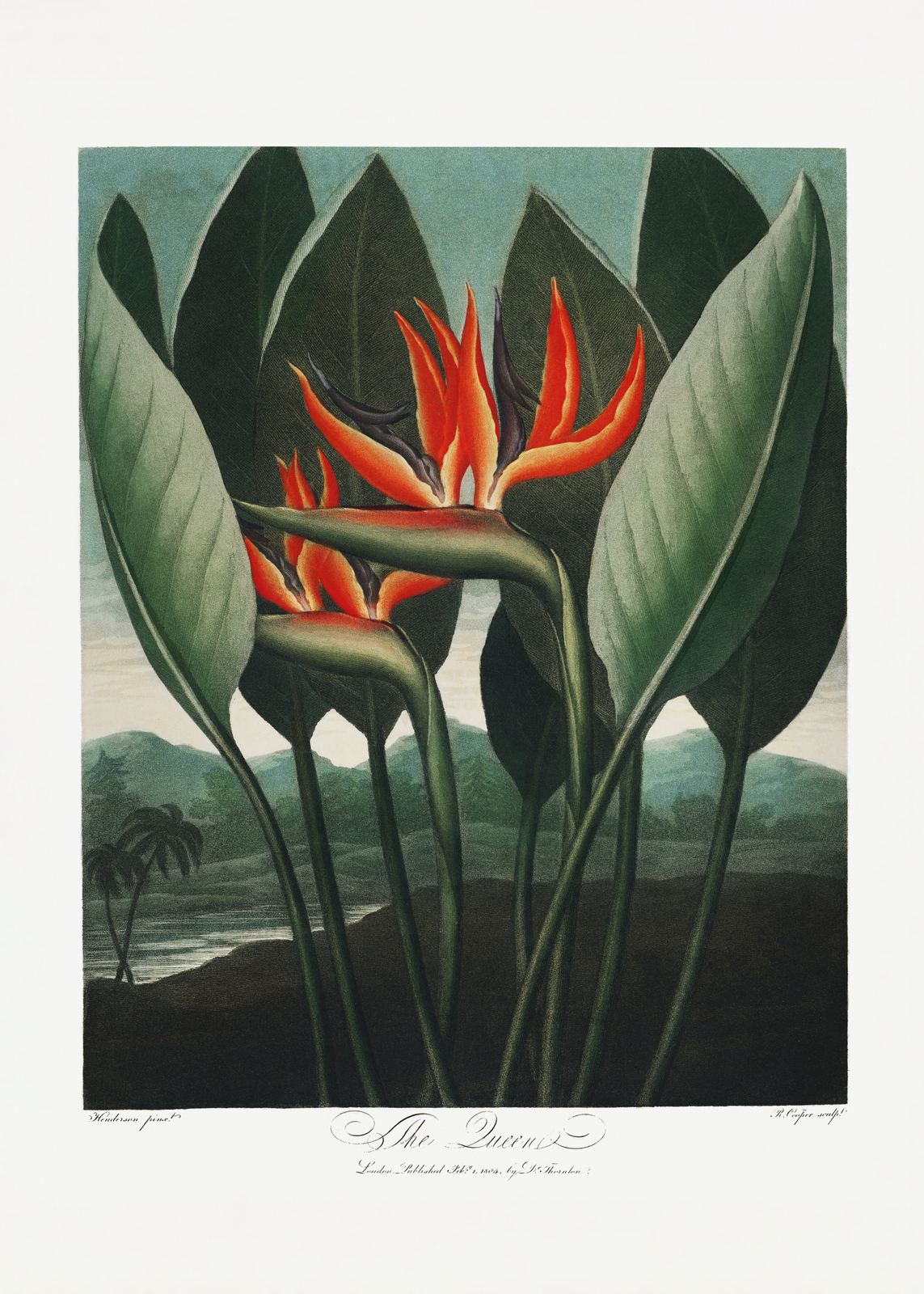 Poster - Paradisfågelblomma