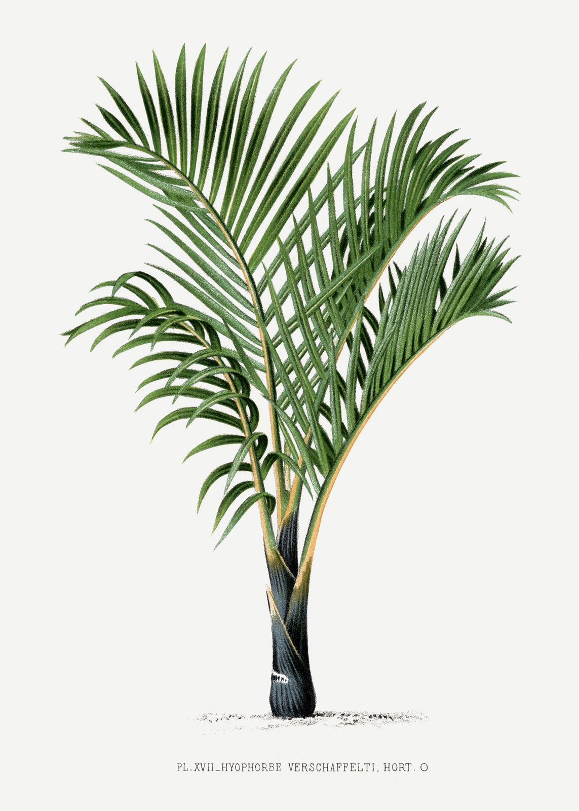 Poster - Verschaffelt Palm