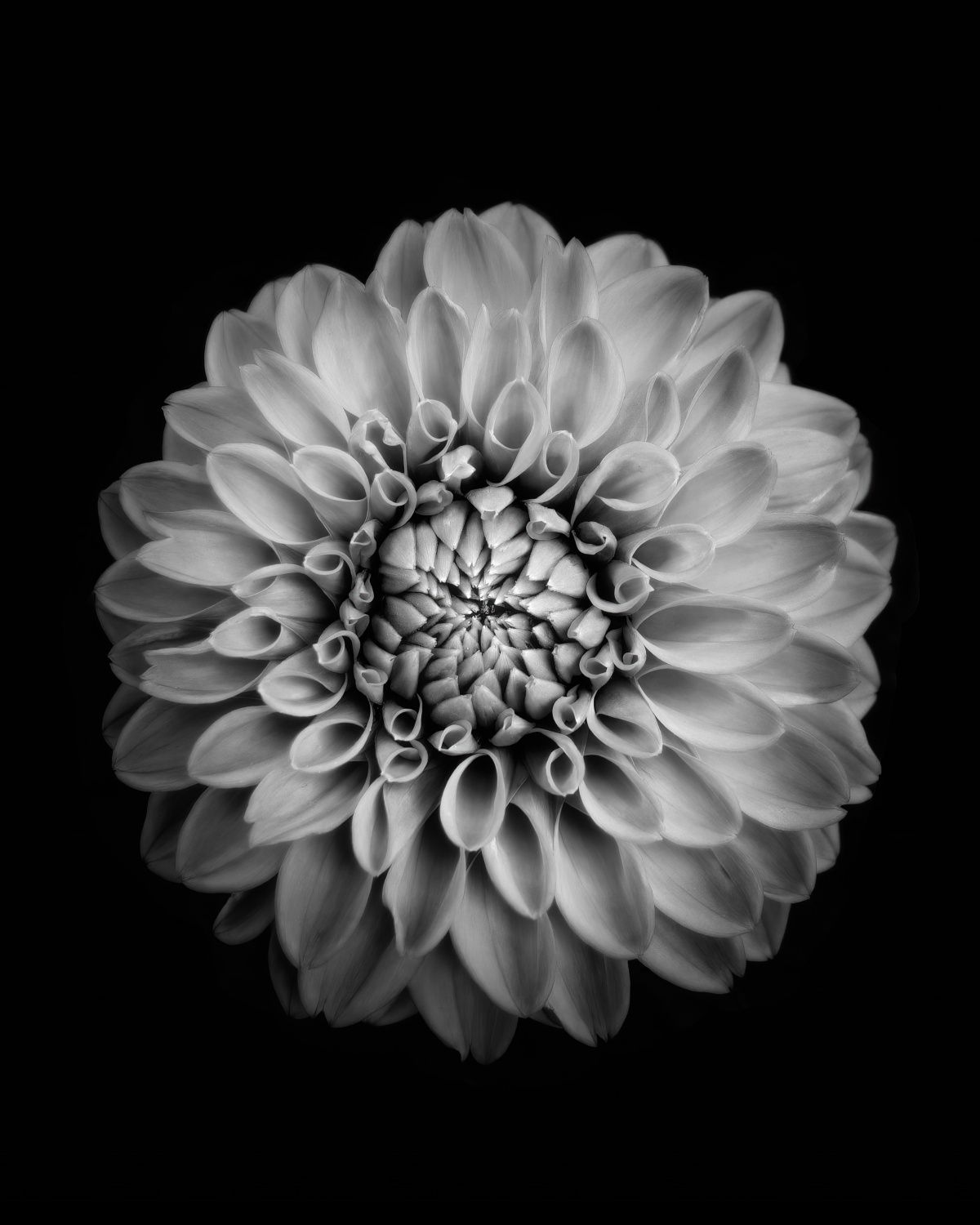 Personlig Poster - Svartvit Blomma