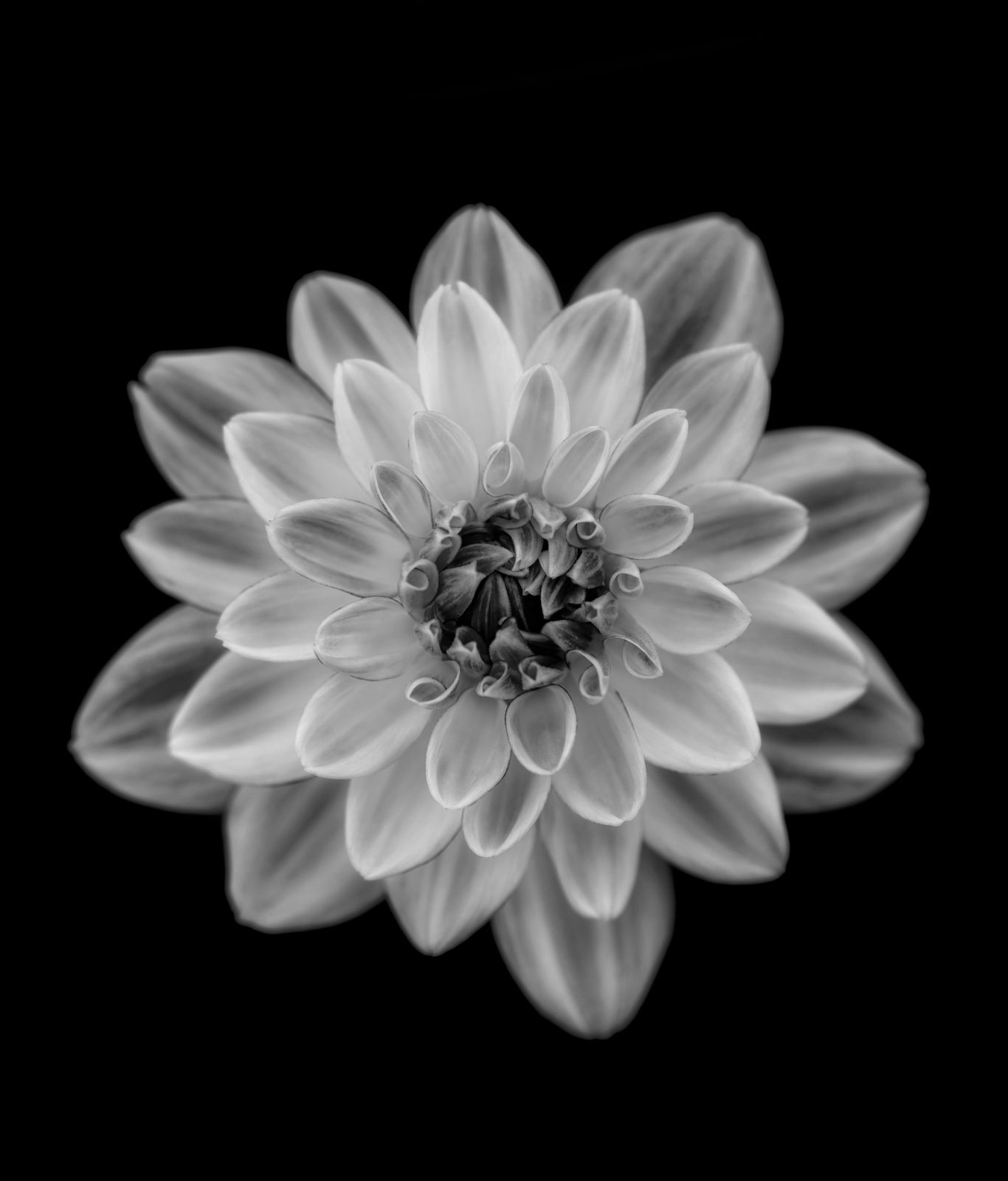 Personlig Poster - Svart Dahlia