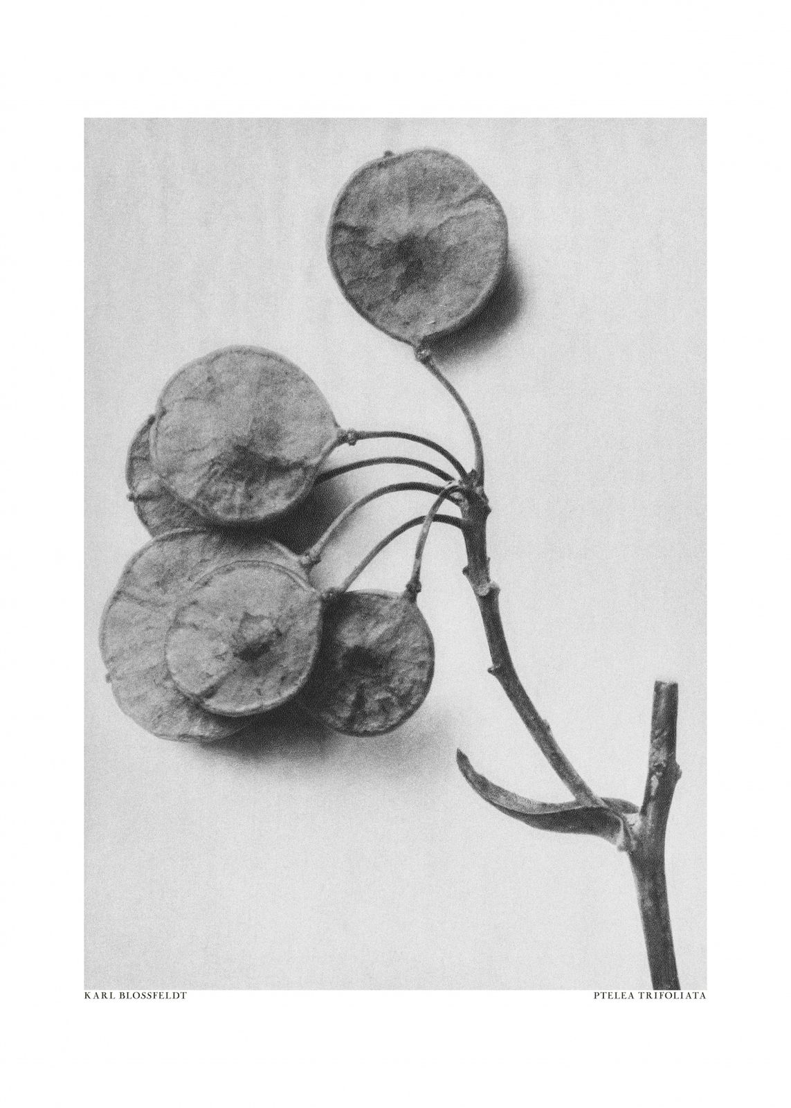 Poster - Ptelea Tripoliata av Karl Blossfeldt