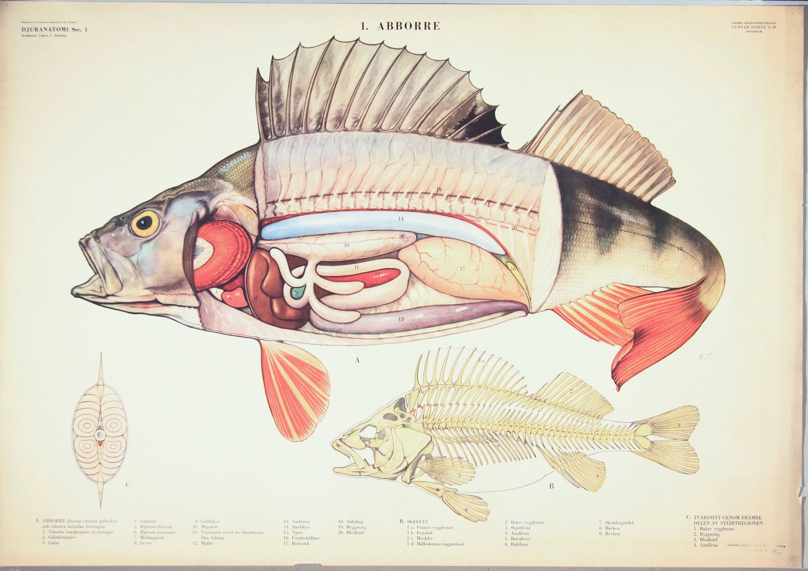 Poster - Fiskanatomi Illustration