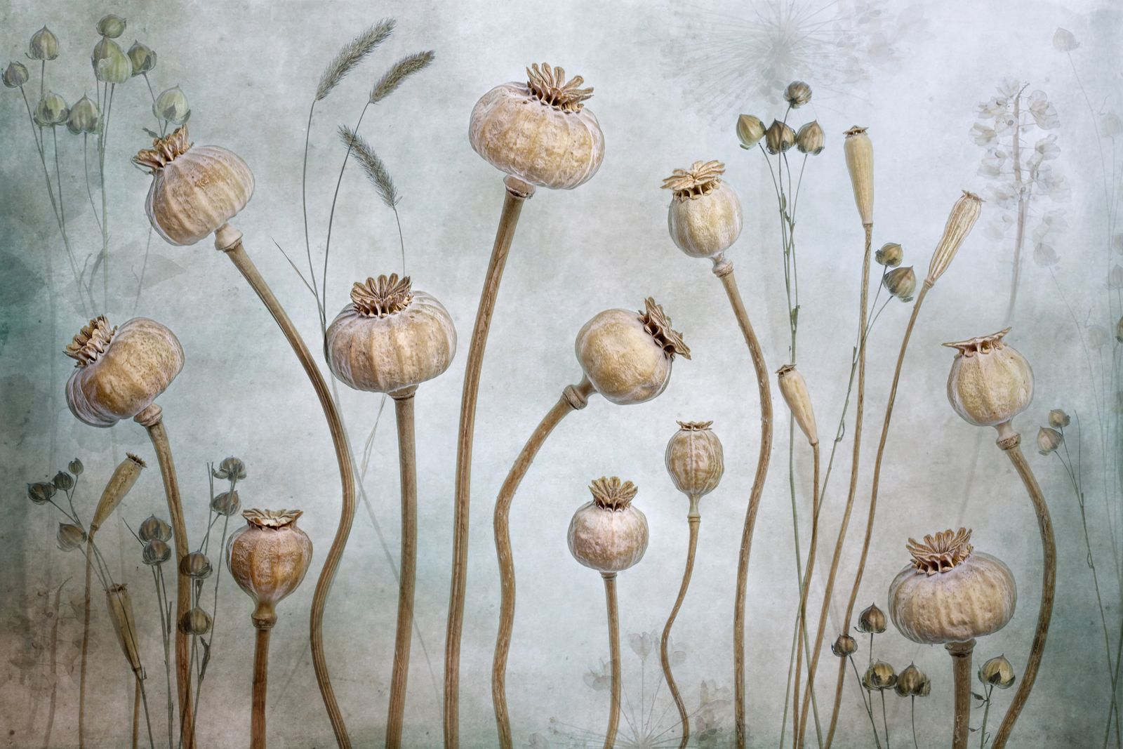 Poster - Botanisk Blomma