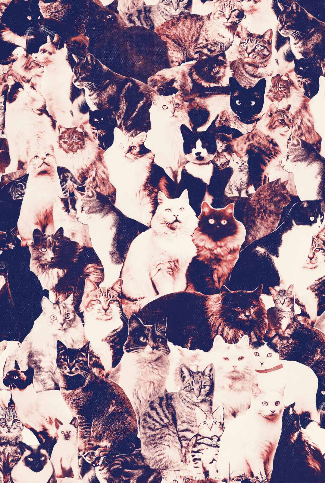 Poster - Feline Collage