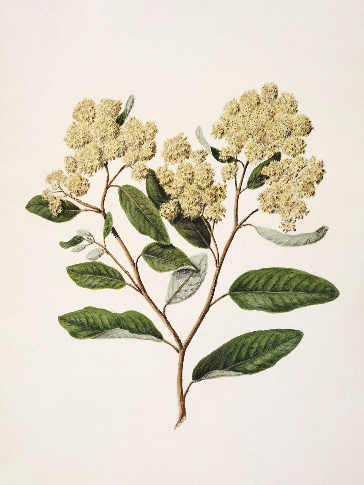 Poster - Botaniska blommor