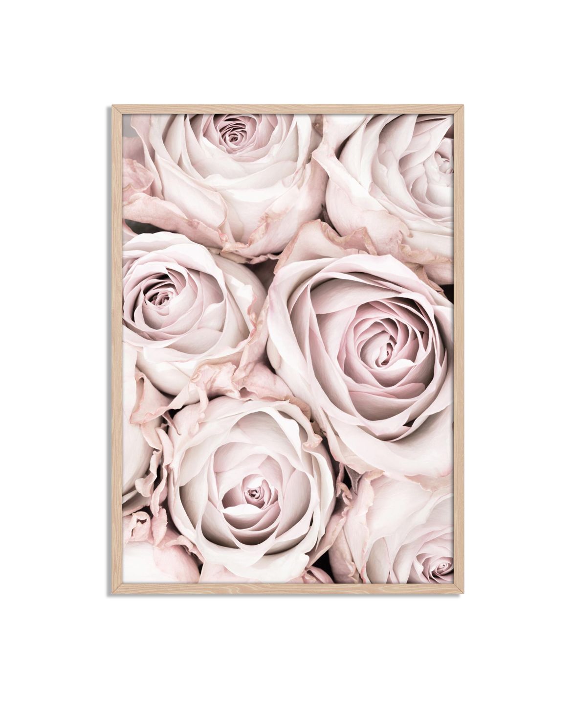 Pastellros Blomster Affisch