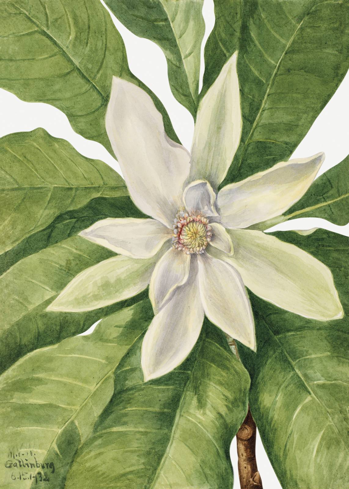 Poster - Magnolia Botanisk Konst