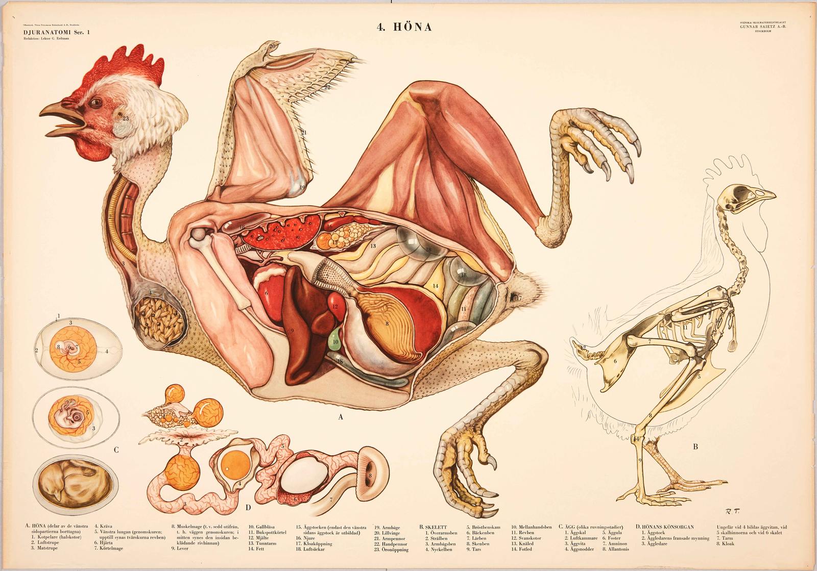 Poster - Kyckling Anatomi Illustration
