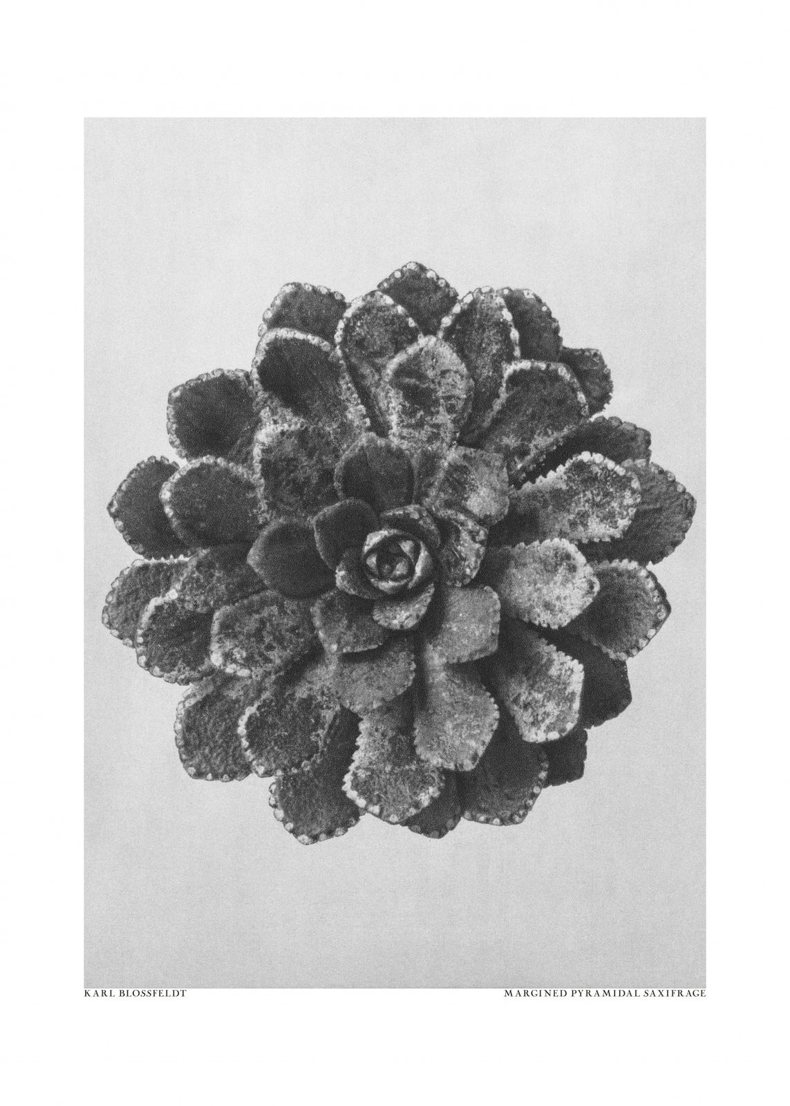 Poster - Karl Blossfeldts Saxifraga