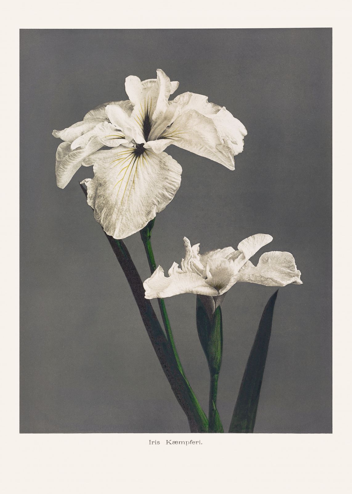 Poster - Iris Kaempferi