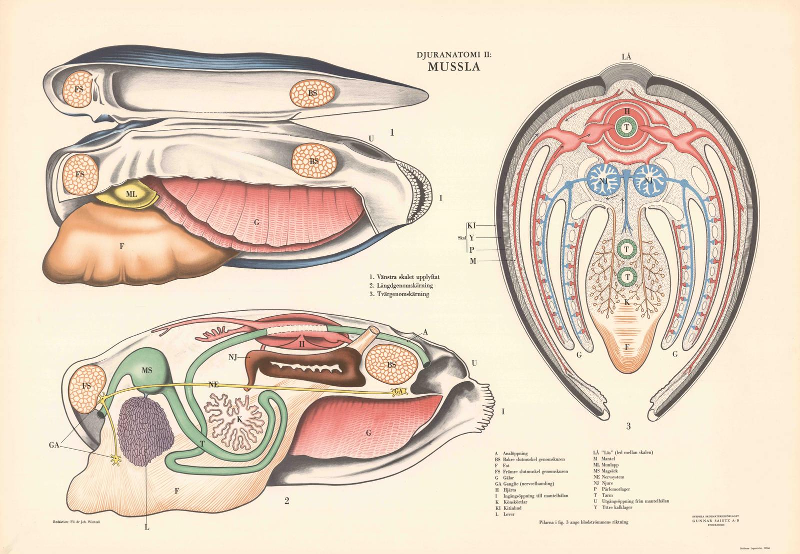 Poster - Anatomisk Musseldiagram