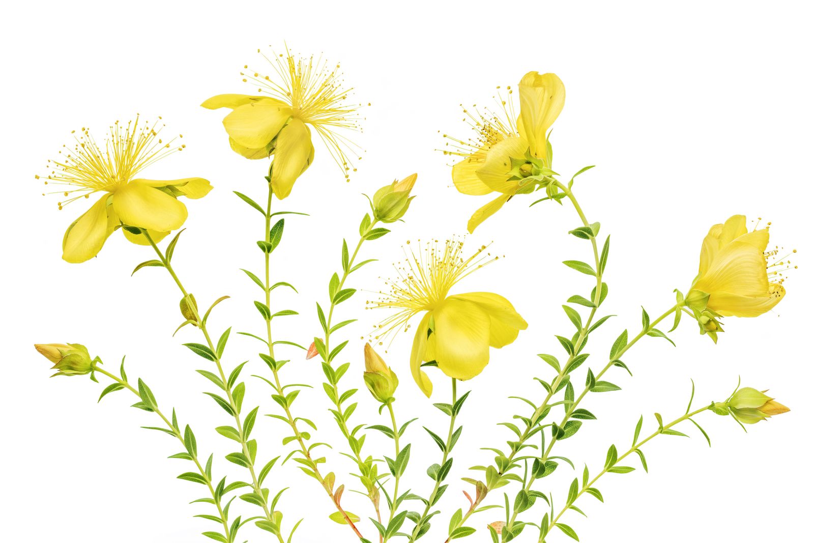 Poster - Gula Blommor