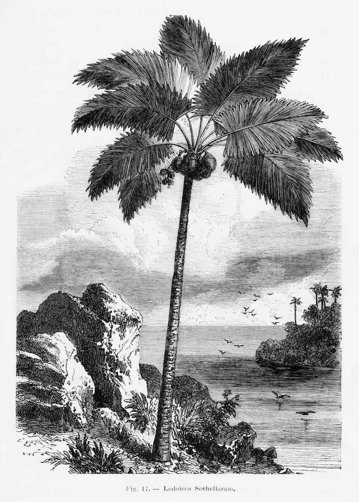 Poster - Lodicea Sechellarum