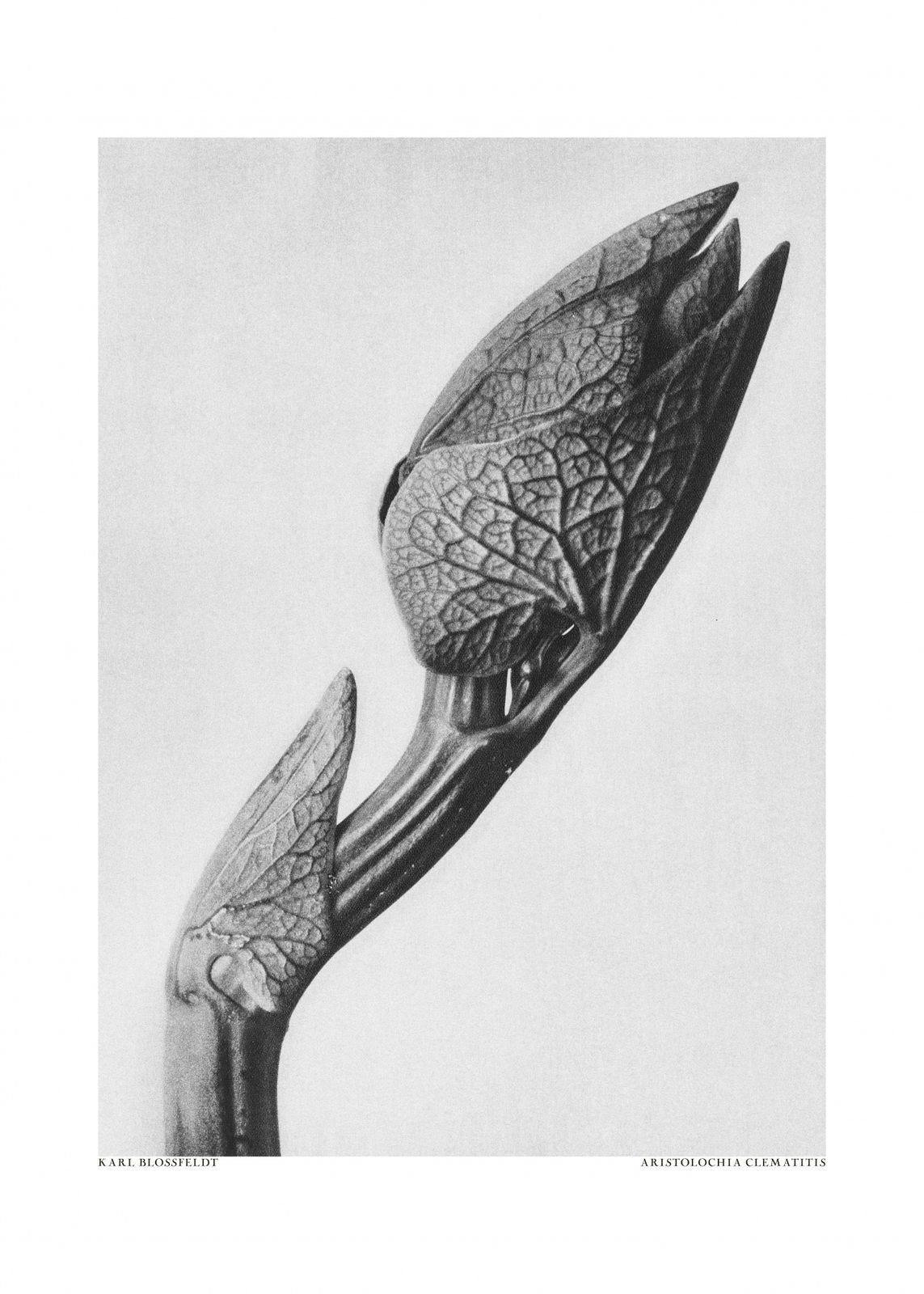 Poster - Aristolochia Clematitis
