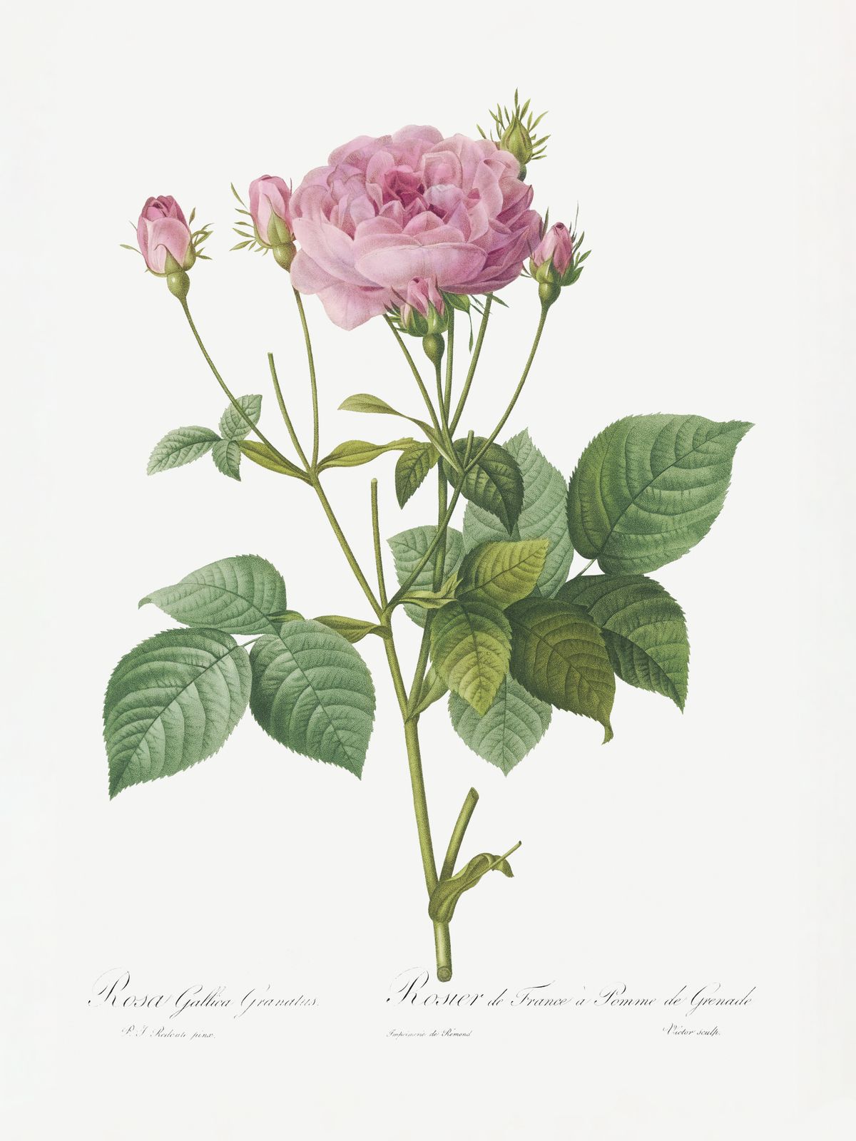 Poster - Botanisk Ros Tryck