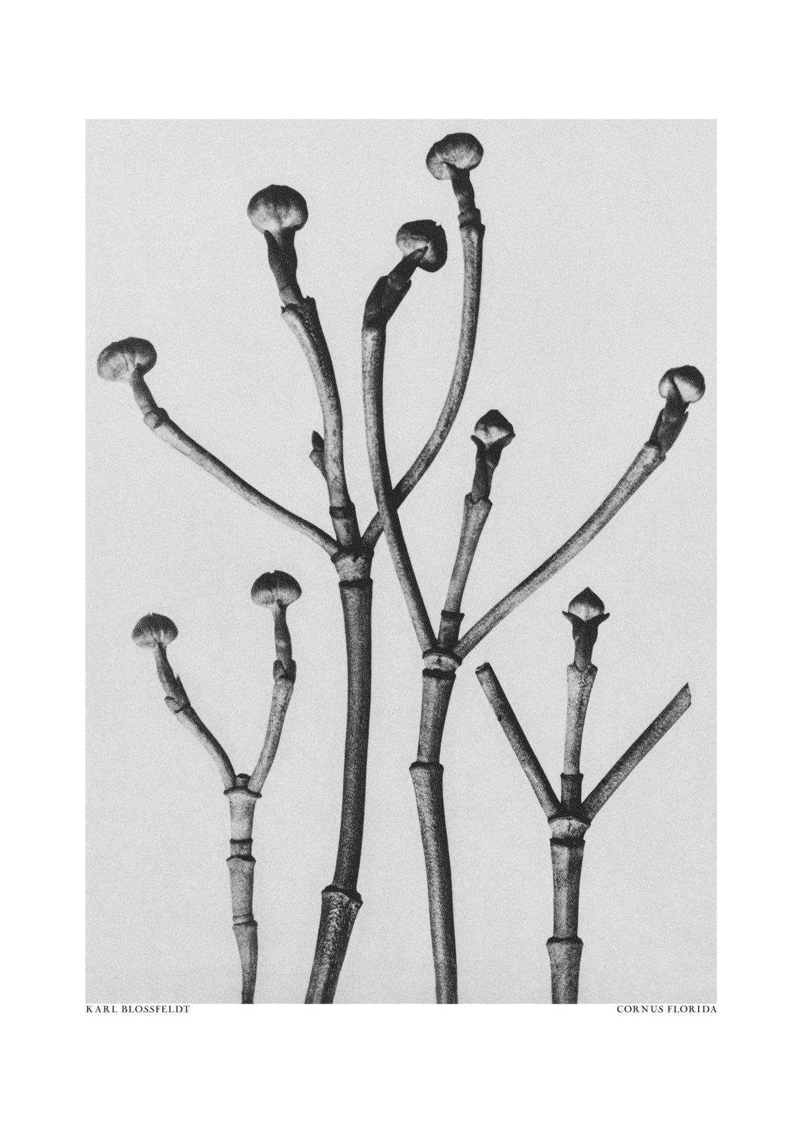 Poster - Karl Blossfeldt Cornus Florida