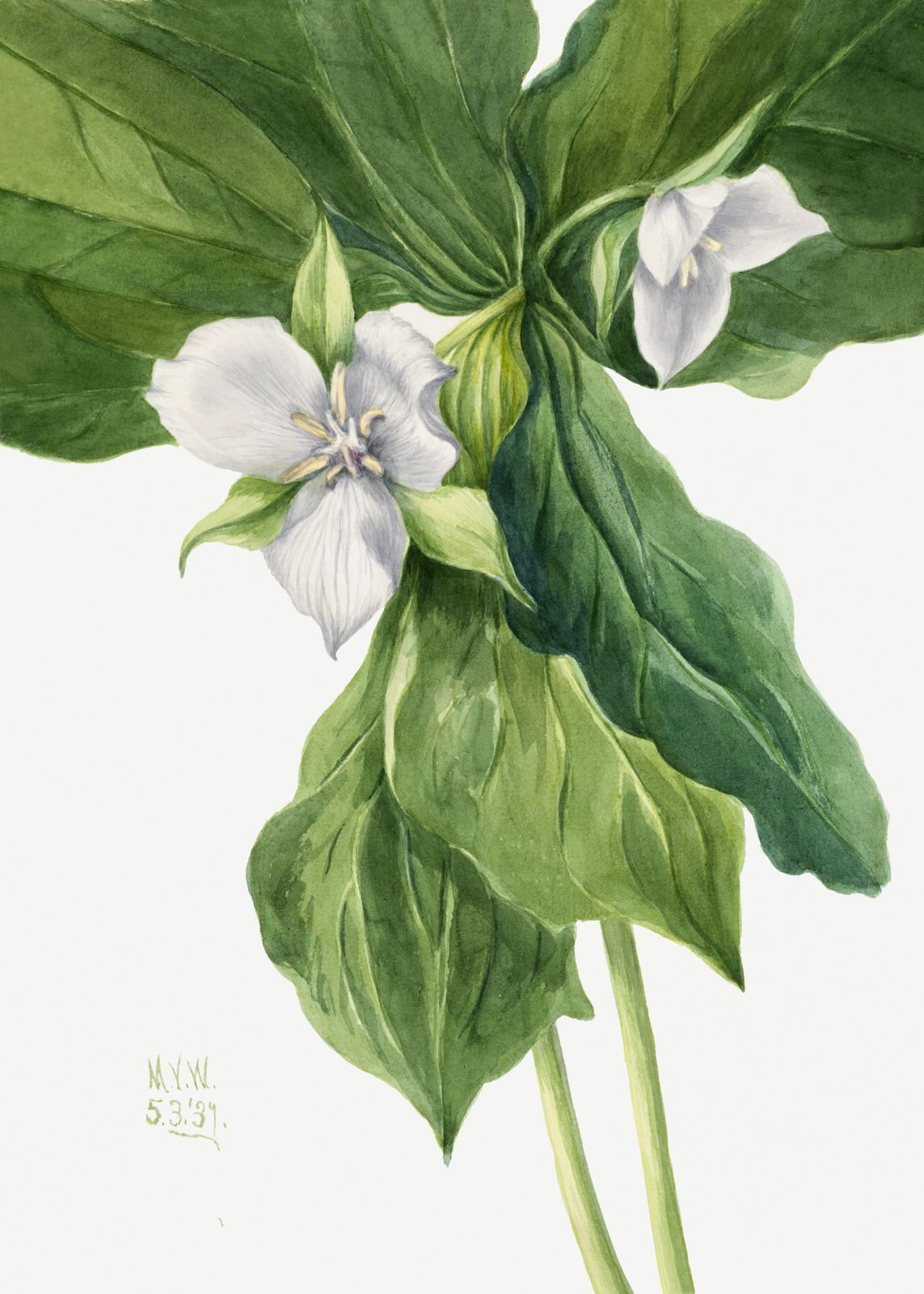 Poster - Botanisk Blomsterkonst