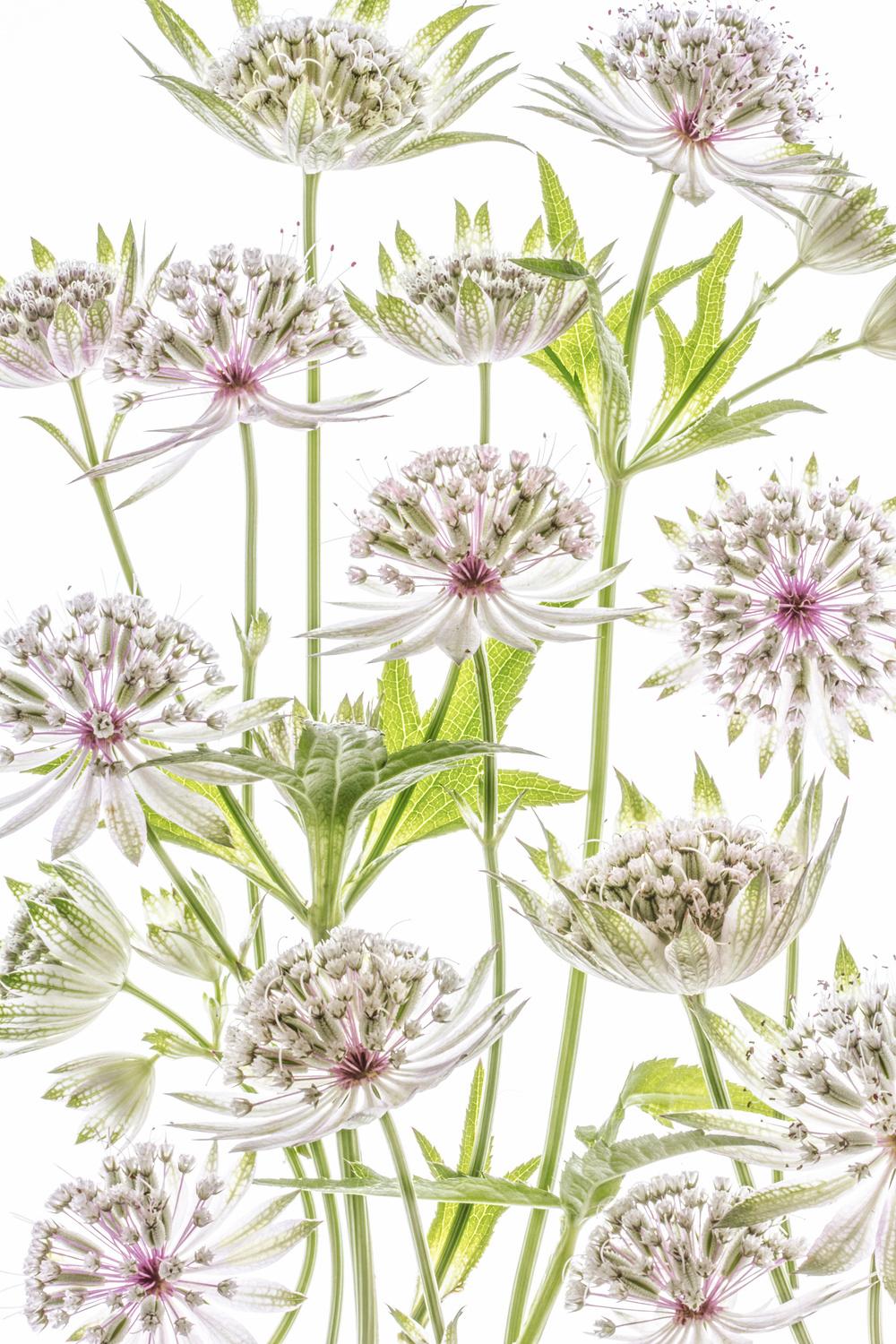 Poster - Botanisk Blomdesign