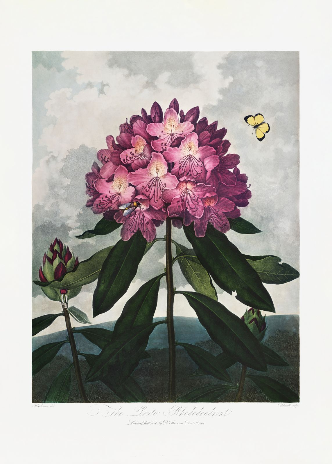 Poster - Rhododendron Botanisk Konst
