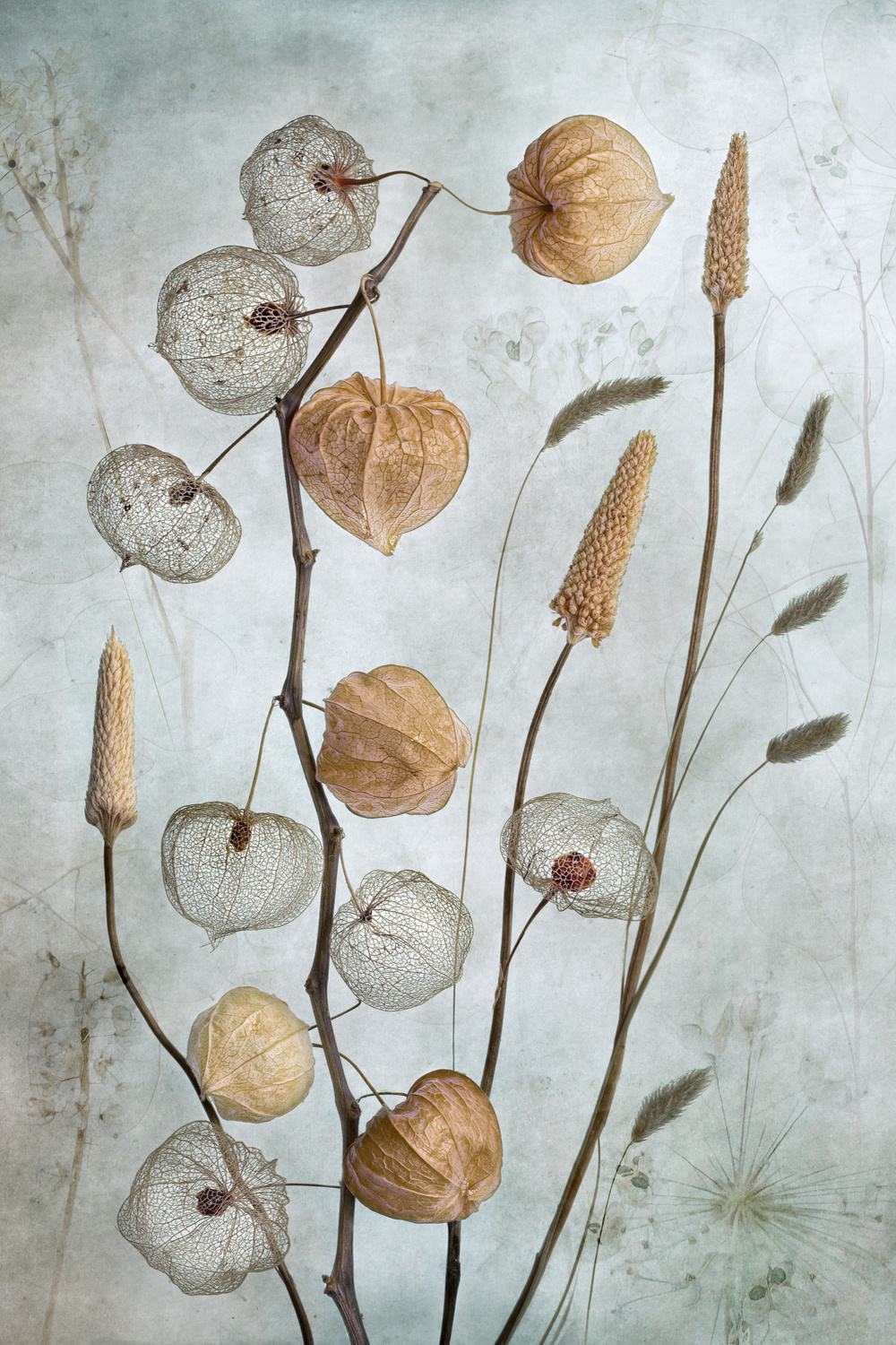 Poster - Botanisk konst