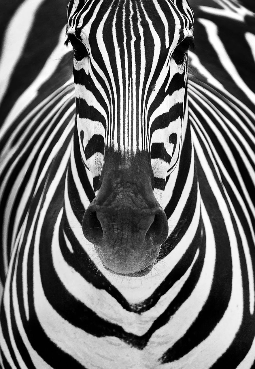 Poster - Zebra Fokus