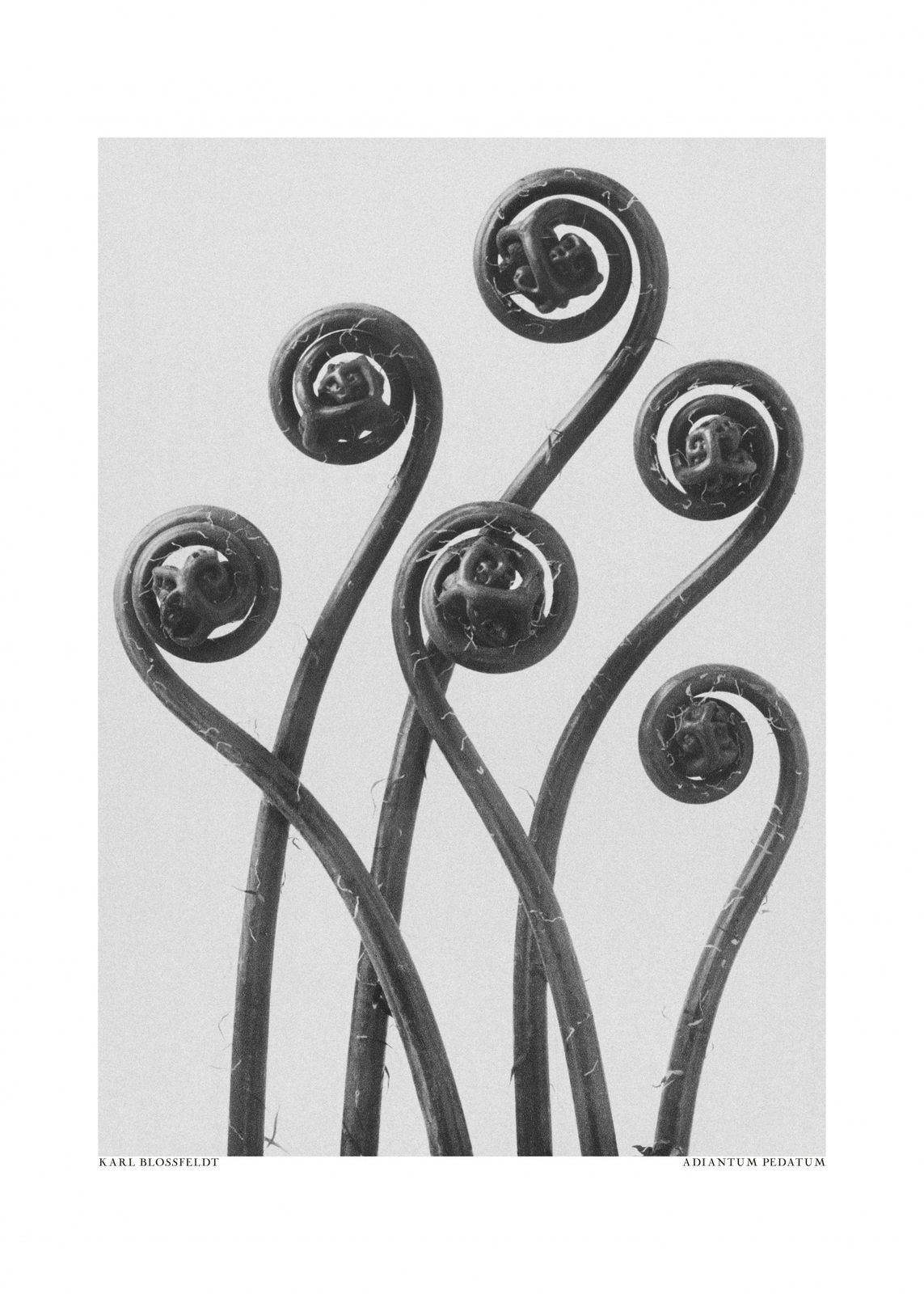Poster - Adiantum Pedatum av Karl Blossfeldt