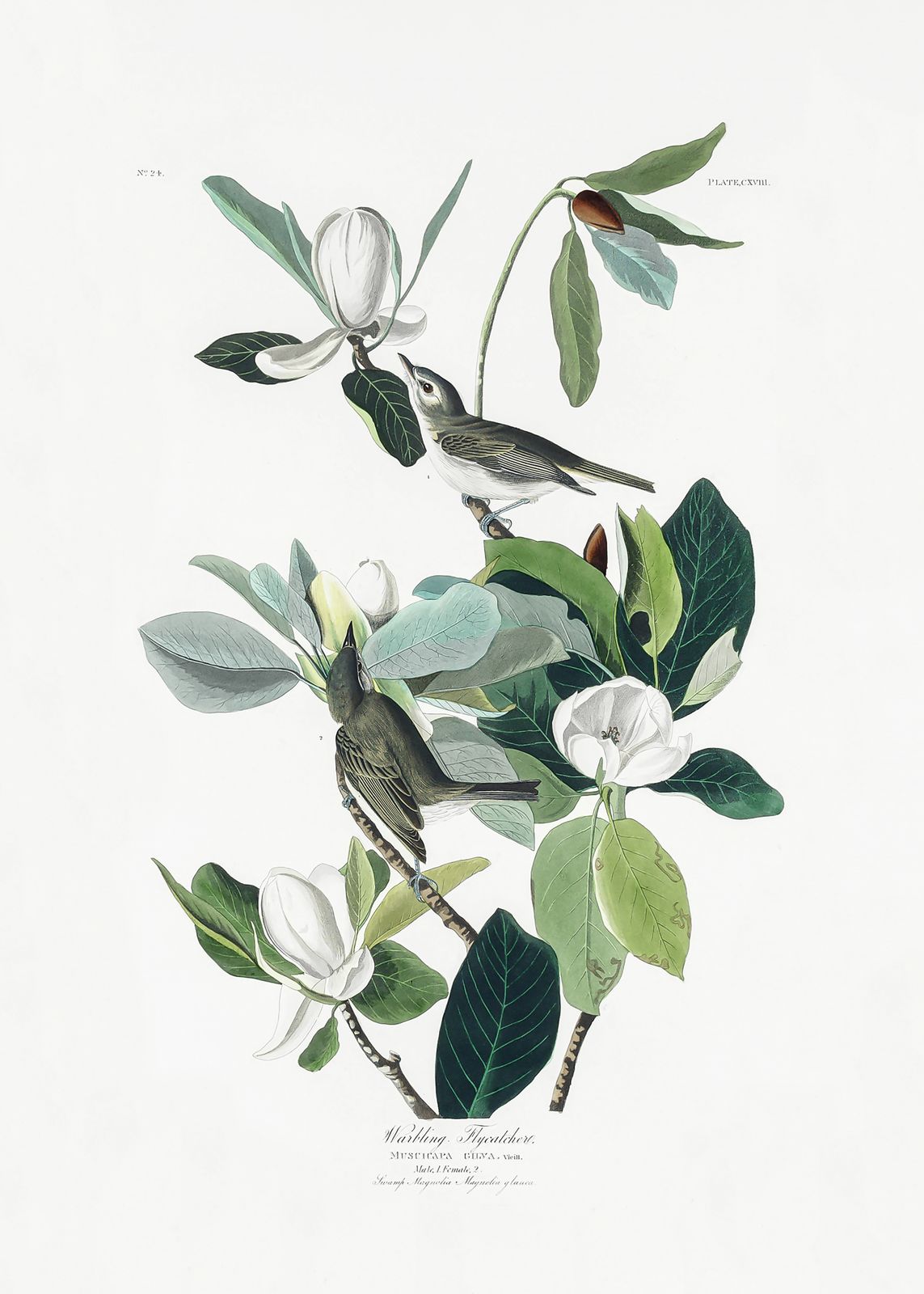 Poster - Audubon Magnolia Warbler