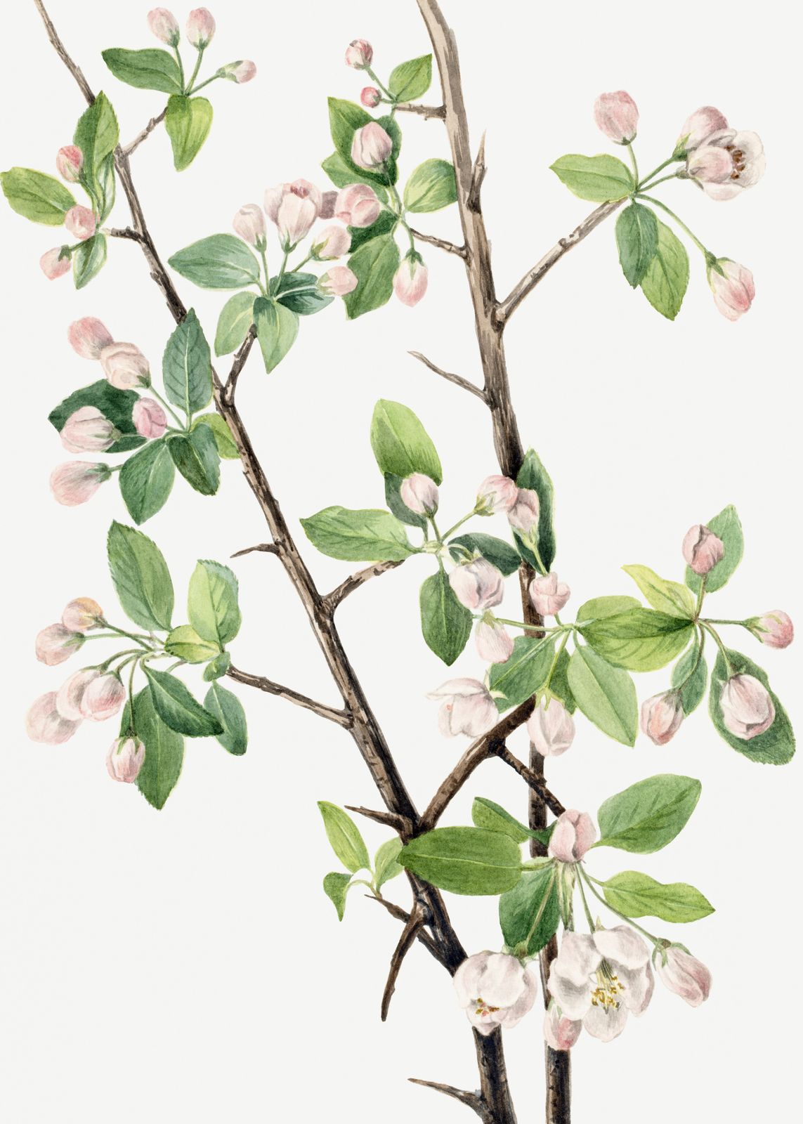 Poster - Botaniska Äppelblomster