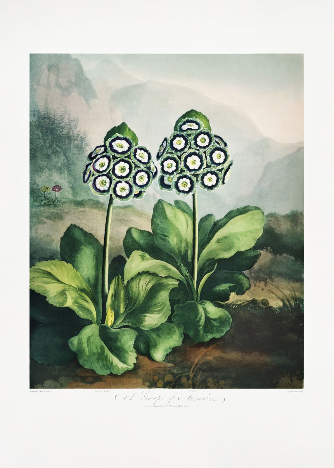 Poster - En grupp aurikler