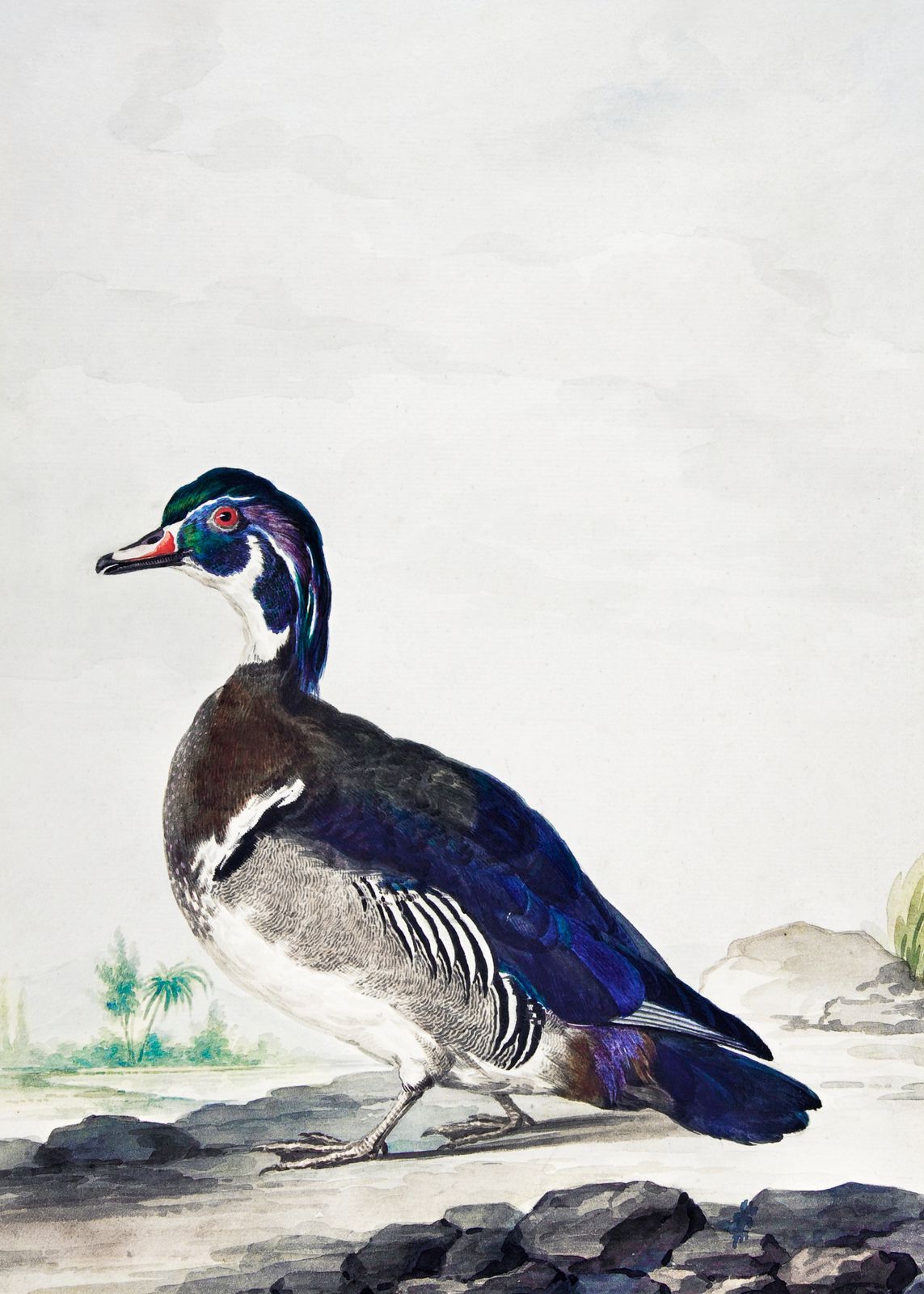 Poster - Ankmålning av Aert Schouman