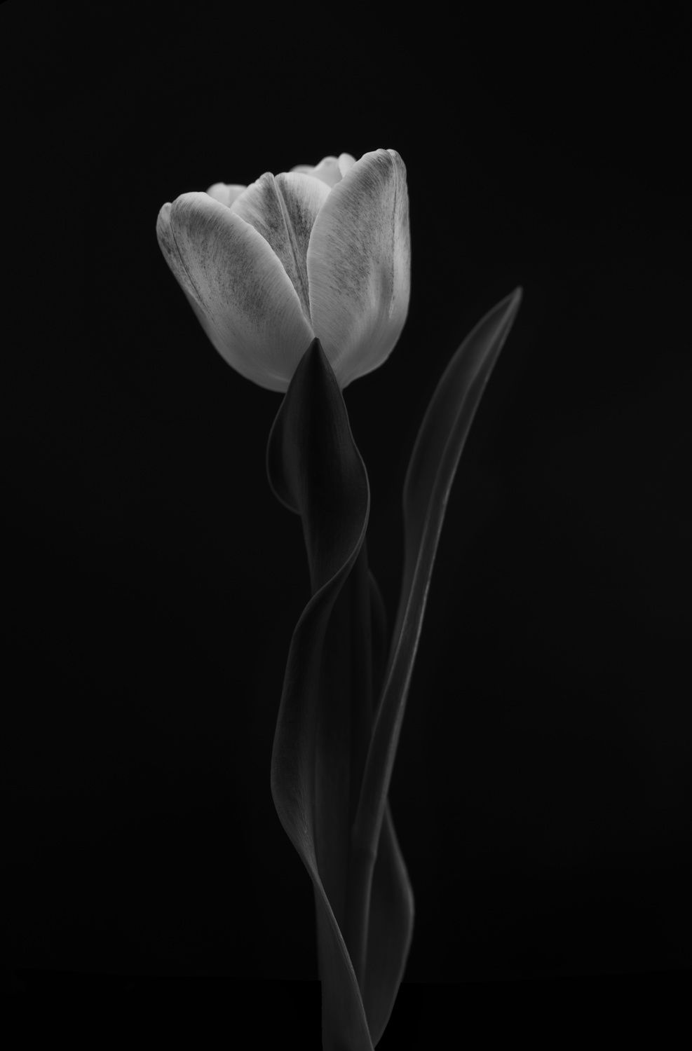 Poster - Elegant Tulpan