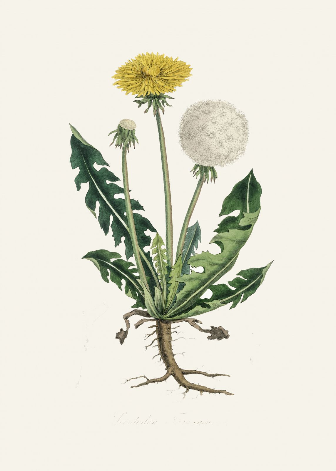 Poster - Maskros Botanisk Konst