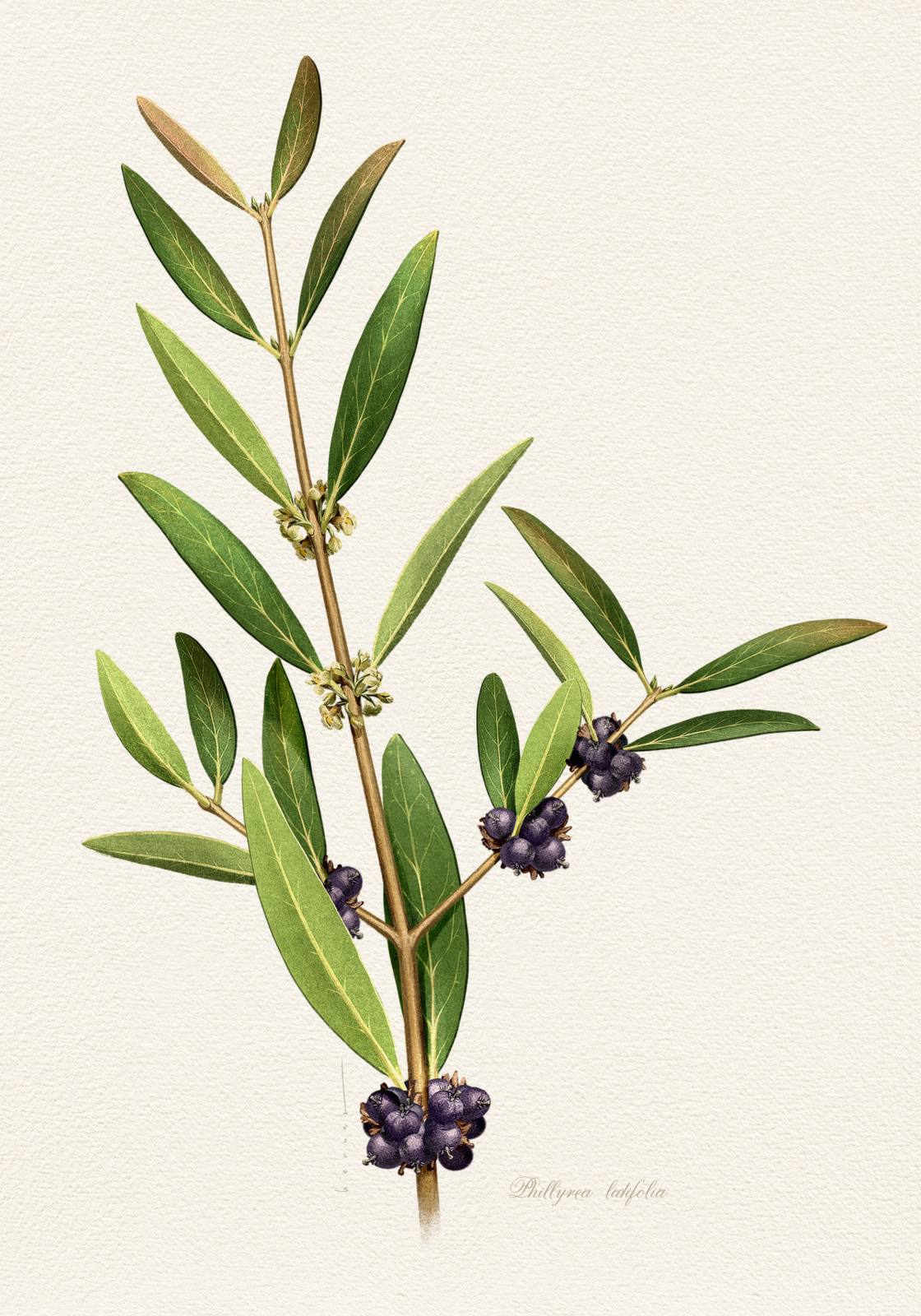 Poster - Botanisk Bladdesign