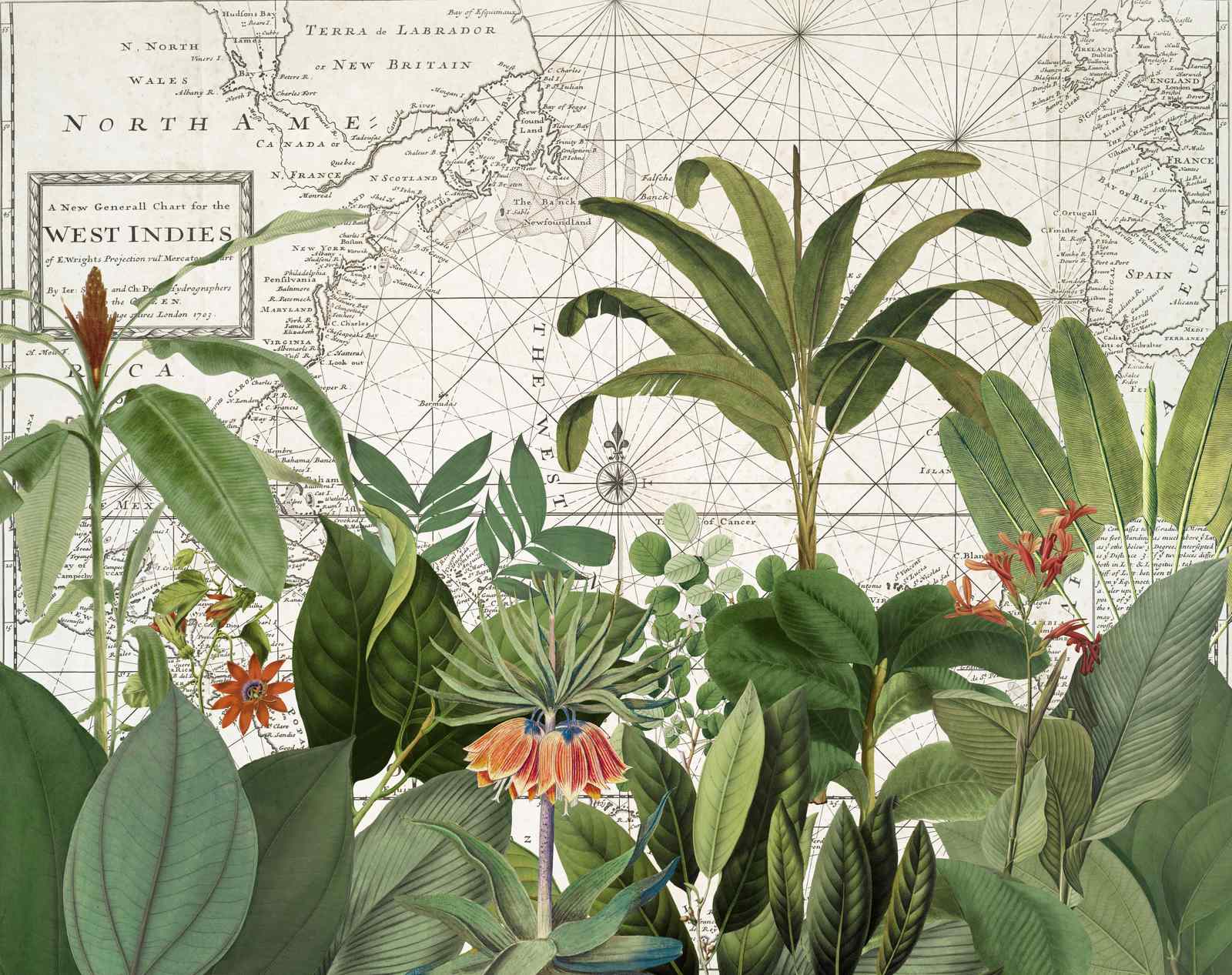 Poster - Vintage Botanisk Karta