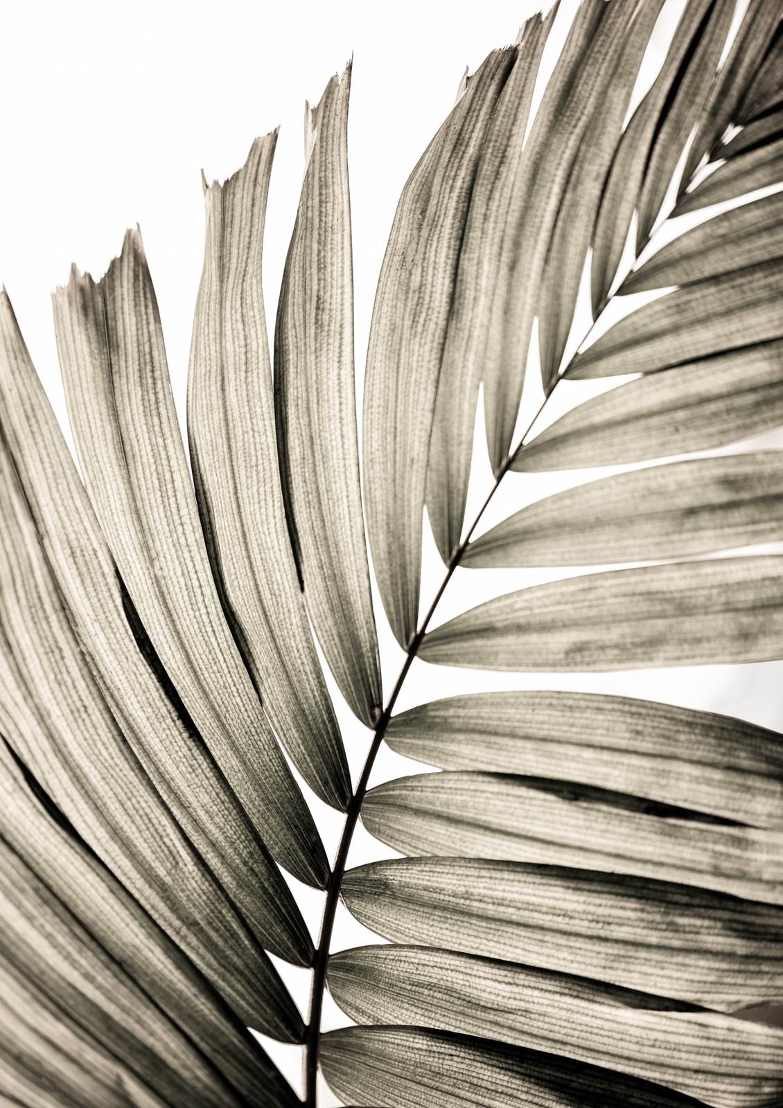 Poster - Palmblad