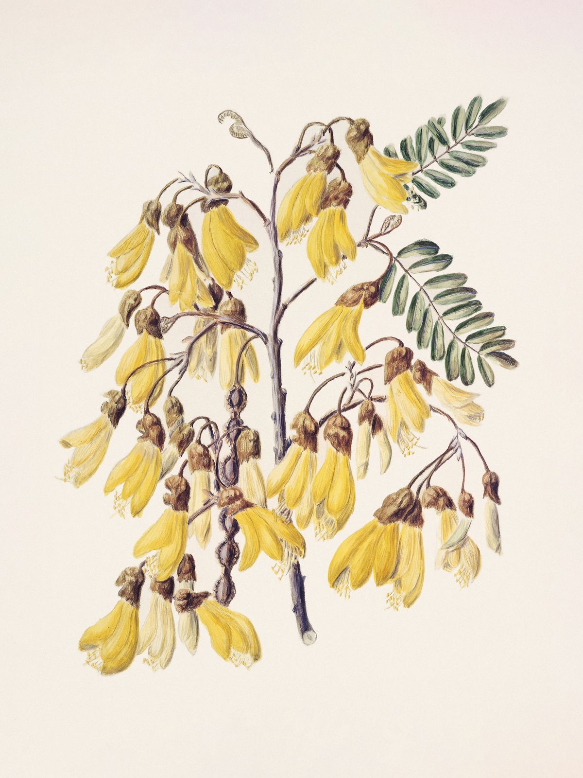 Poster - Gula Kowhai-blommor