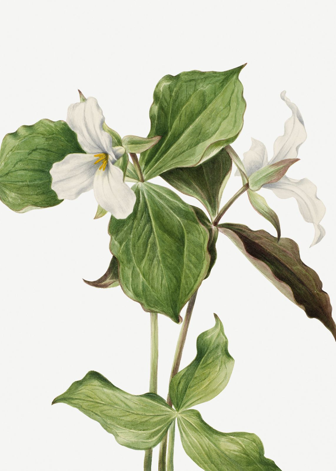 Poster - Botanisk konst
