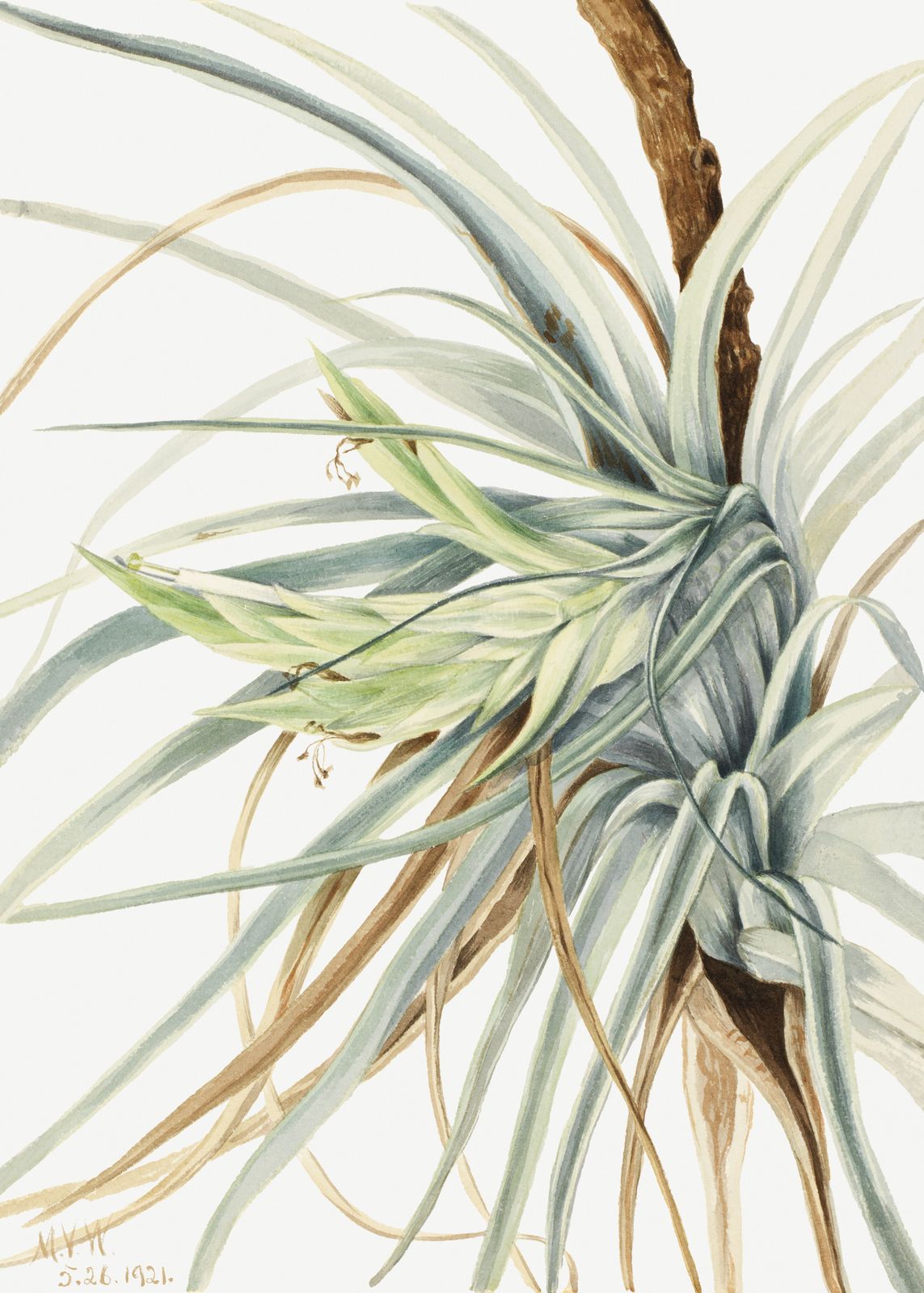 Poster - Botanisk Växt Illustration