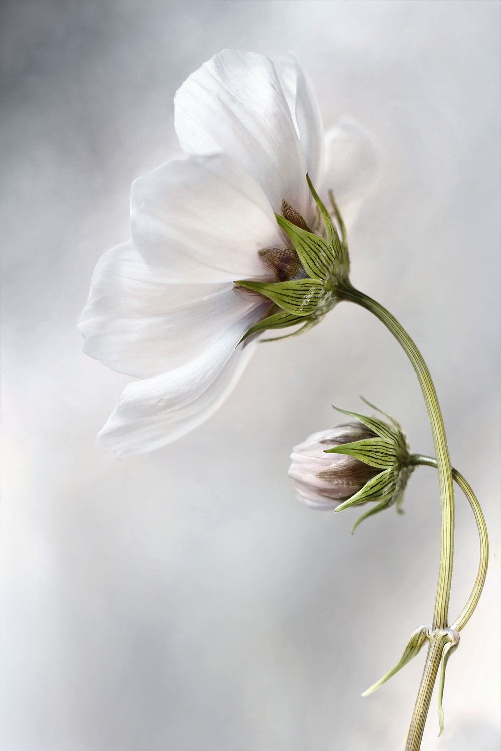 Poster - Vit Blomma Elegance