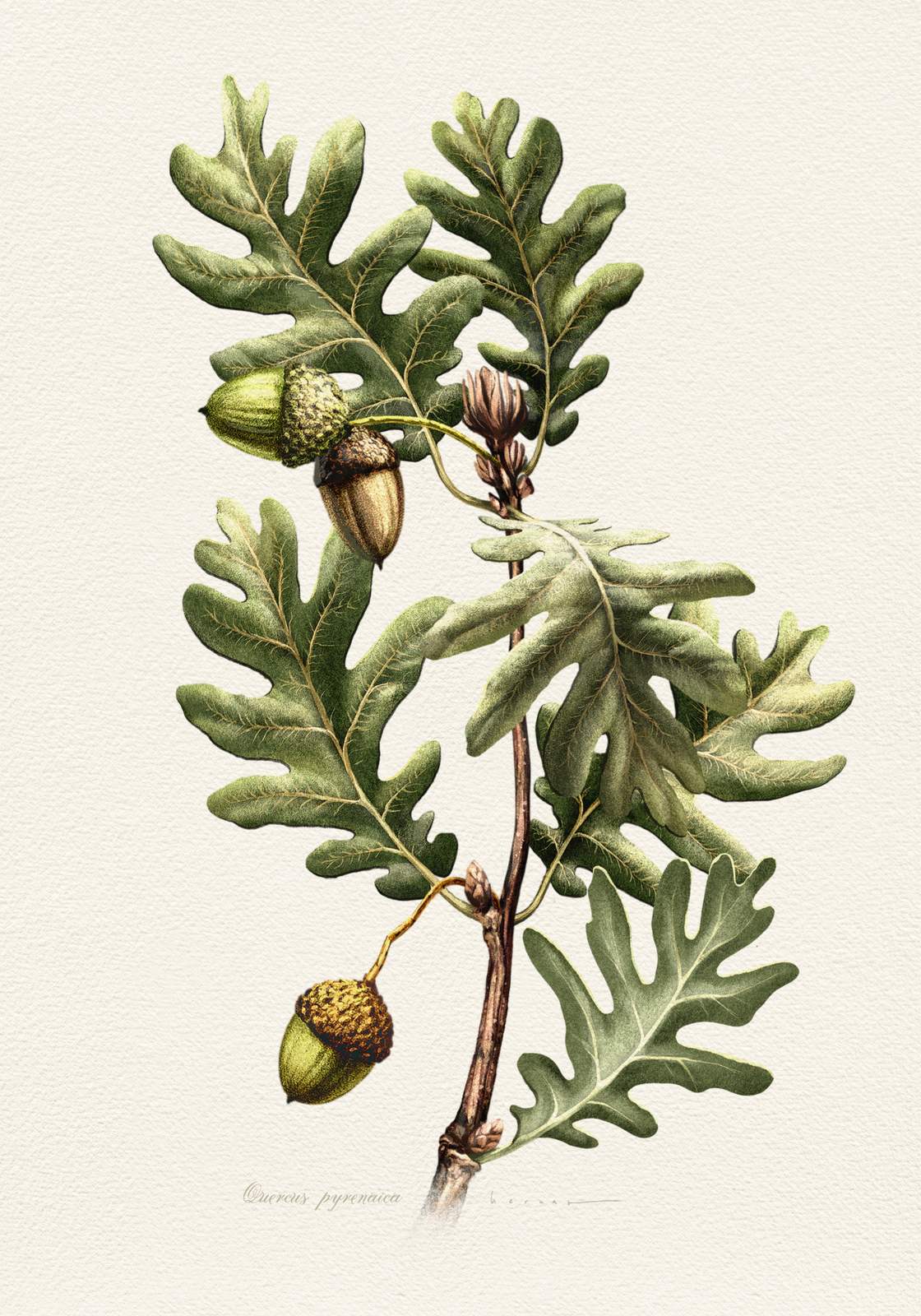 Poster - Ek Botanisk Konst