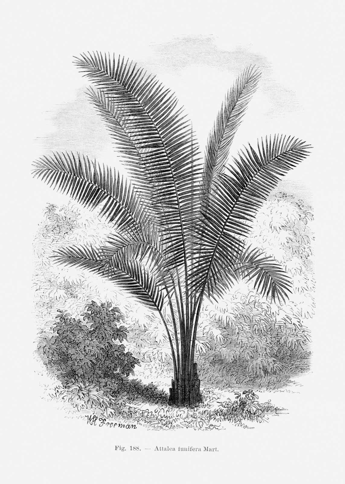 Affisch - Attalea Funifera Palm