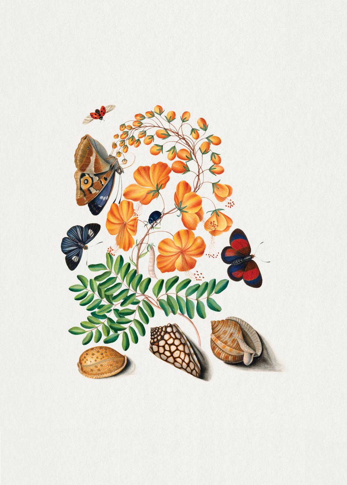 Poster - Botaniska Insekter